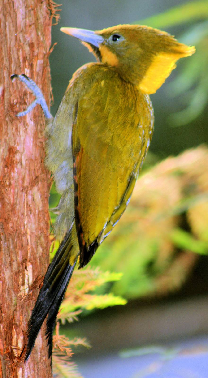 Greater yellow-naped woodpecker; Prague; 4th September 2012