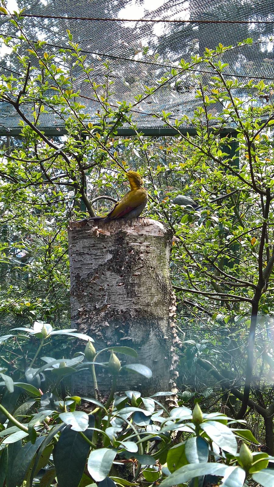 Greater yellow-naped woodpecker