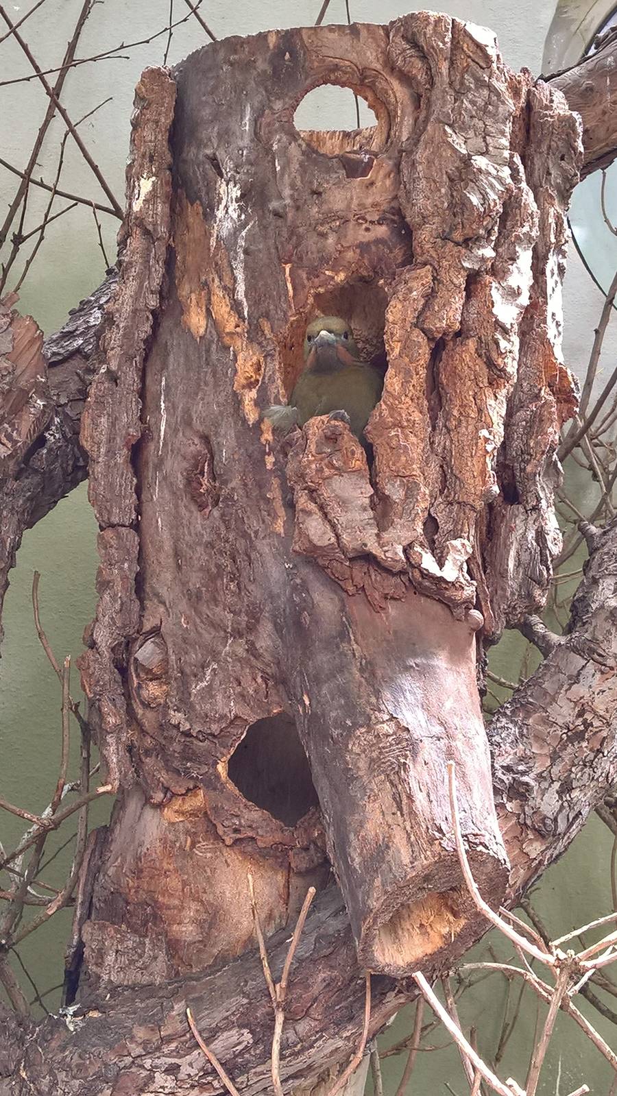 Greater yellow-naped woodpecker