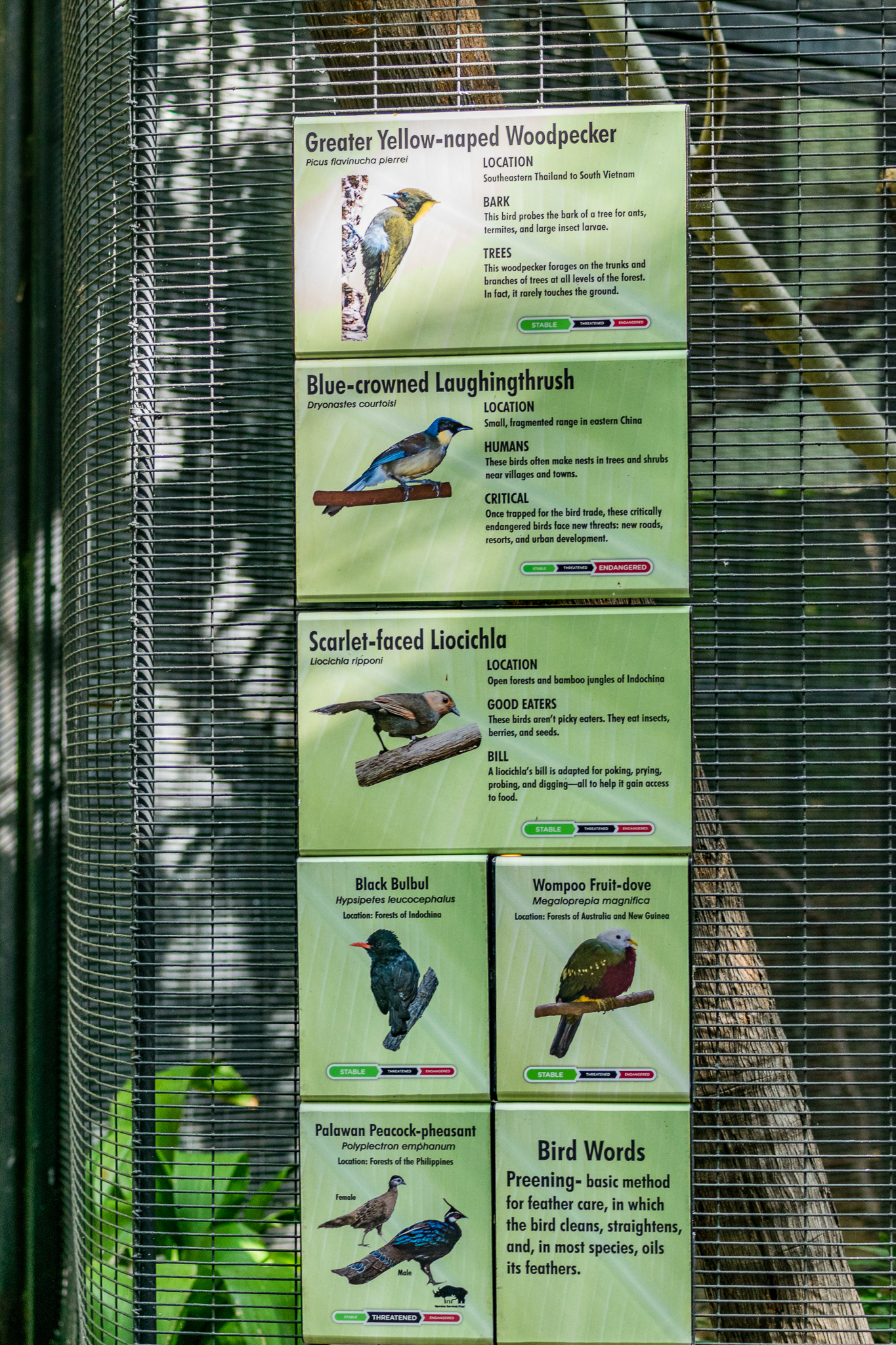 Greater yellow-naped woodpecker