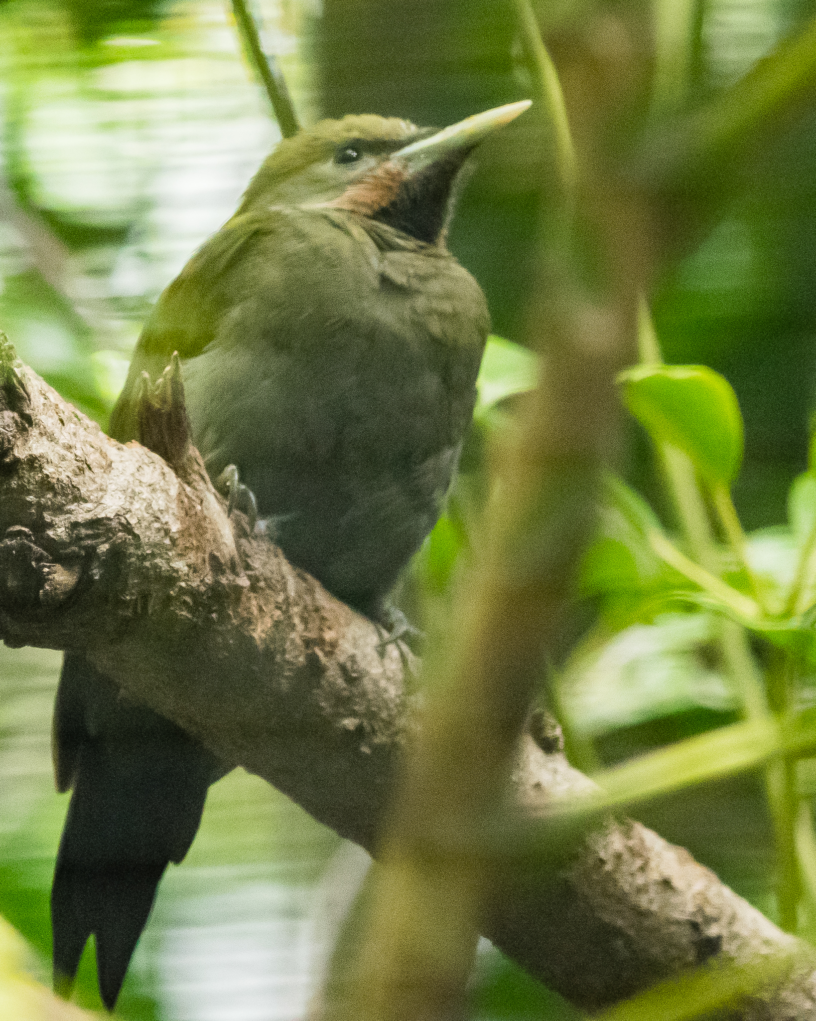 Greater yellow-naped woodpecker