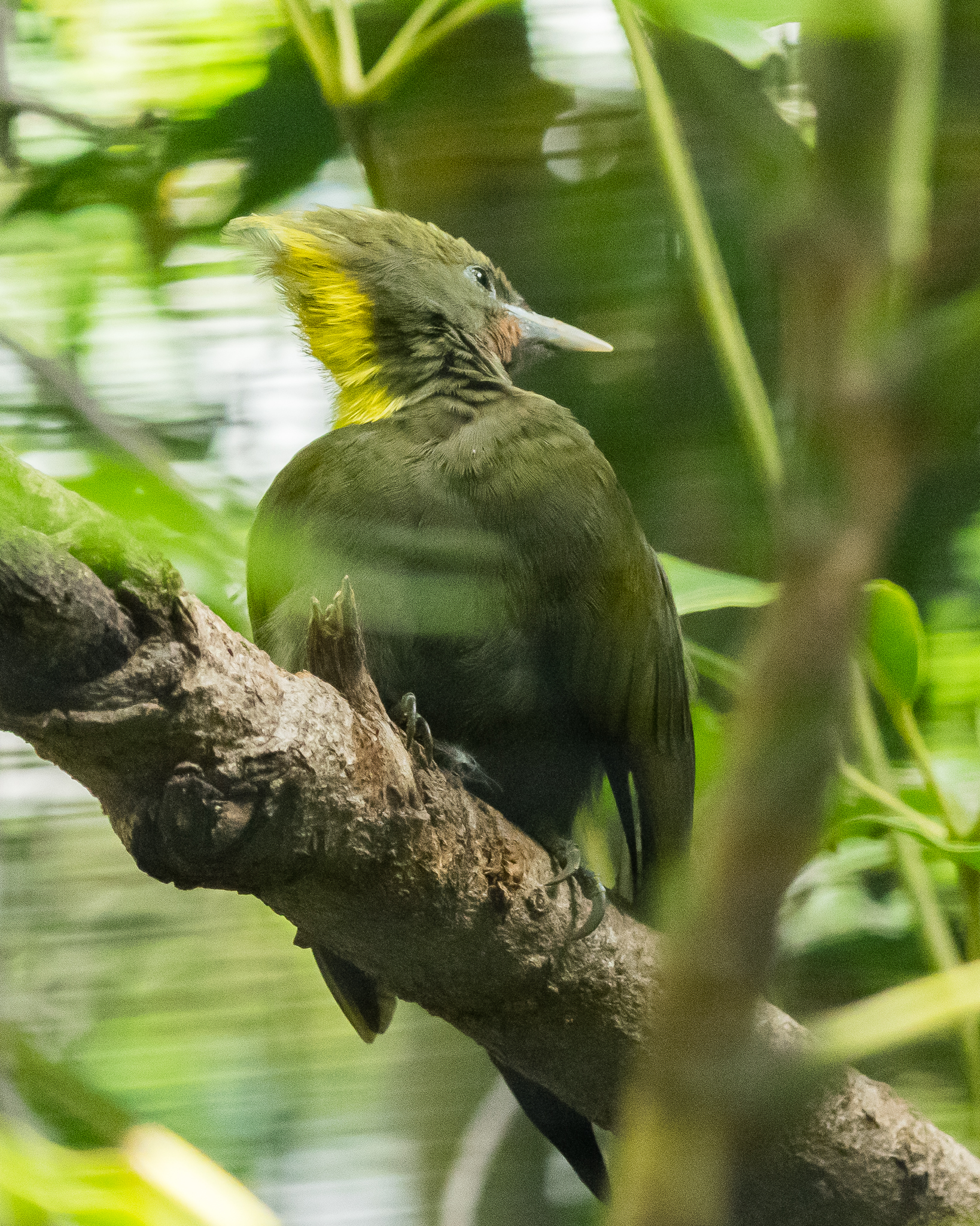 Greater yellow-naped woodpecker