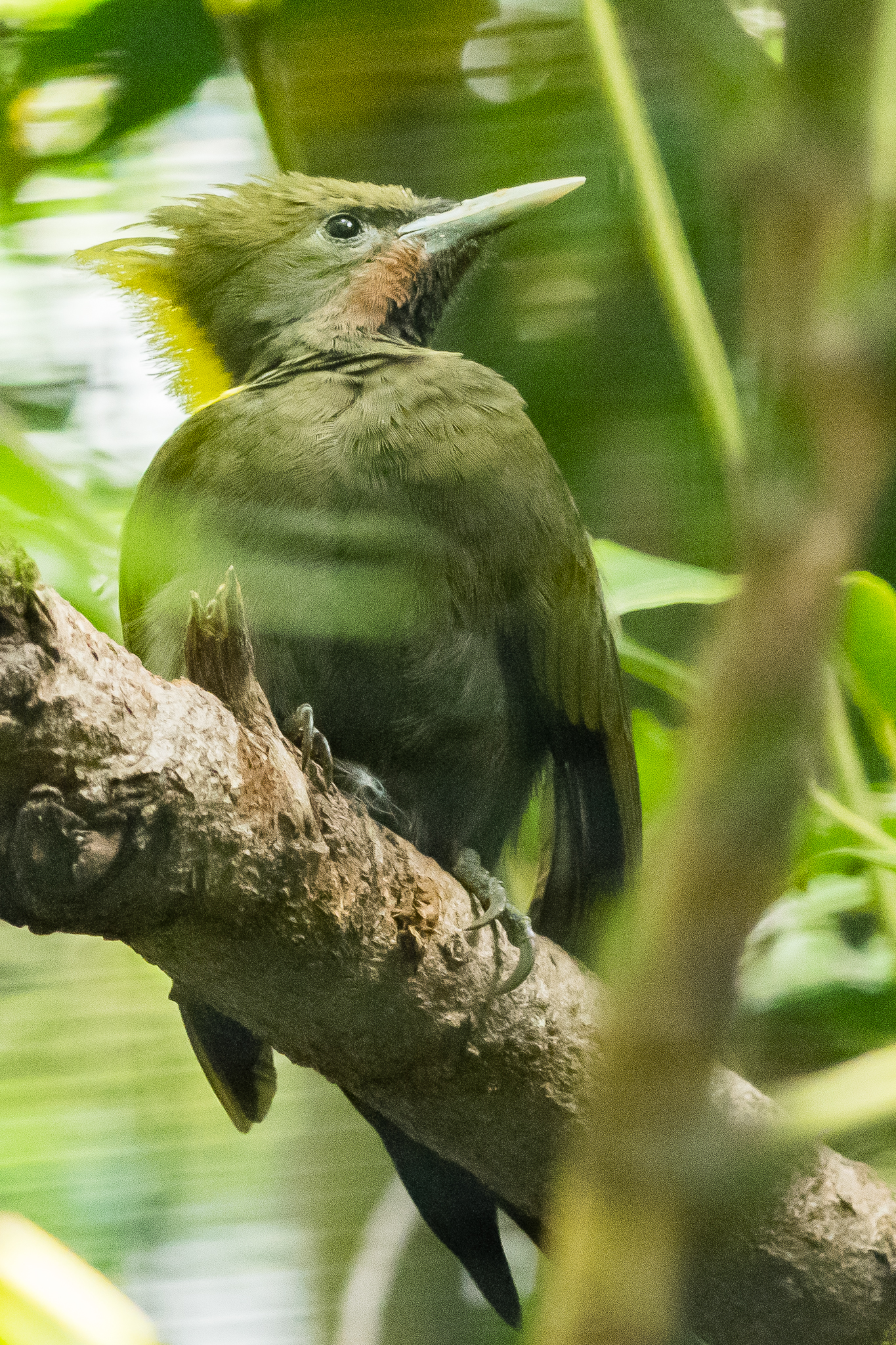 Greater yellow-naped woodpecker