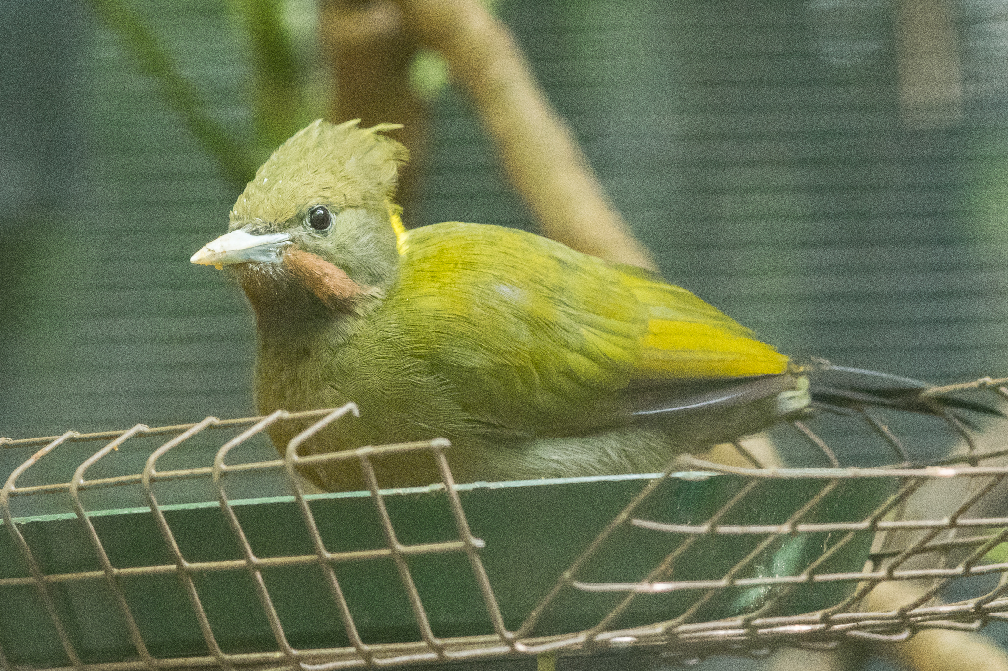 Greater yellow-naped woodpecker