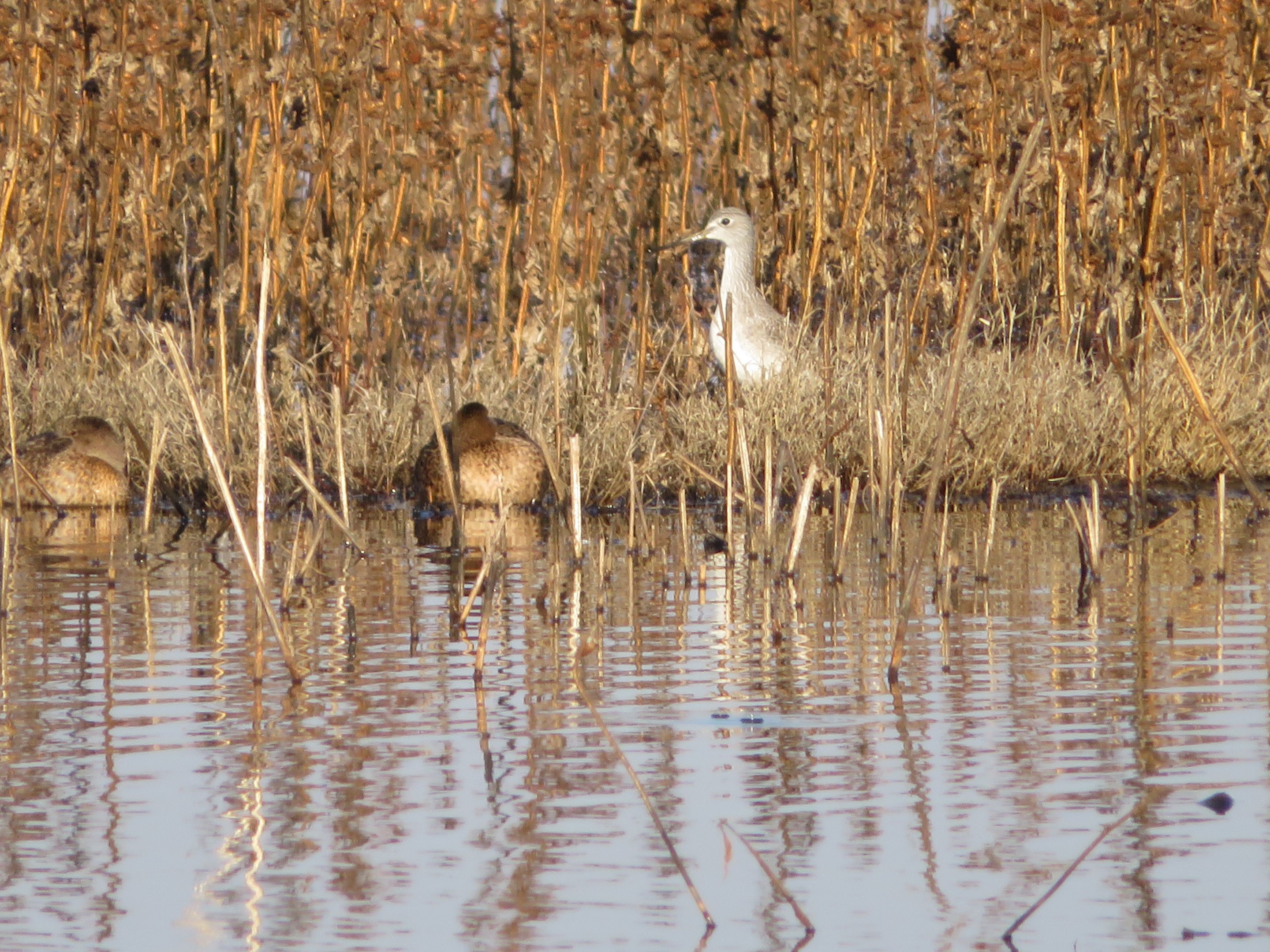 Greater Yellowlegs (and ducks)