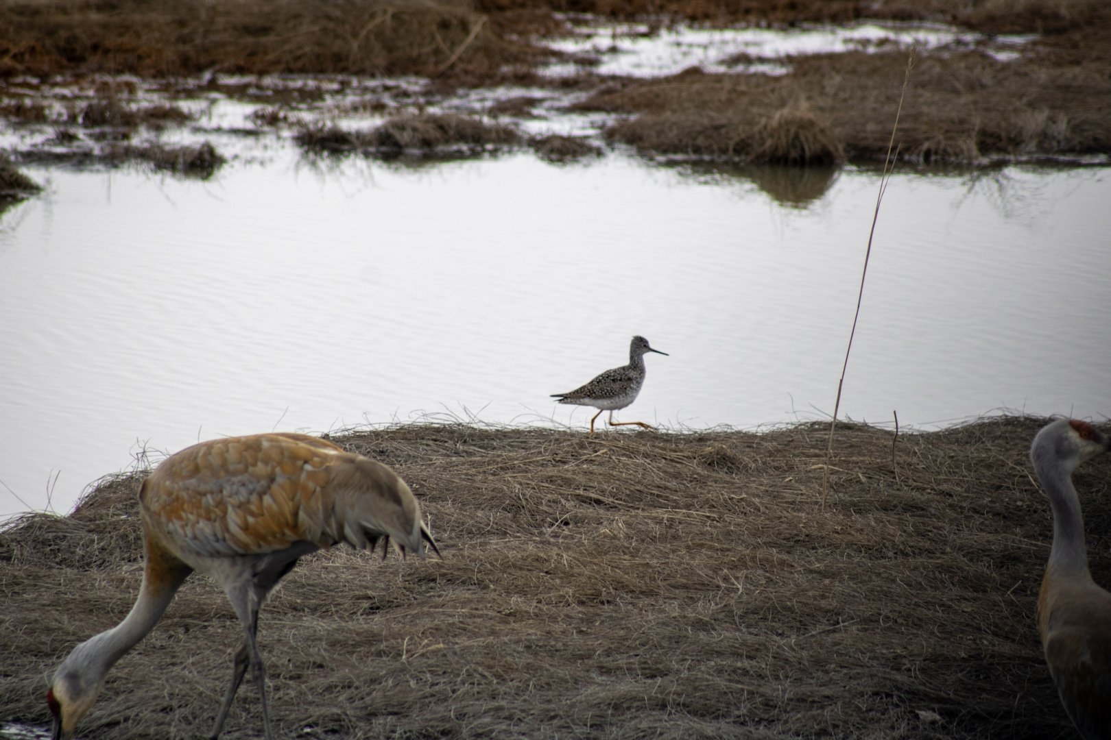 Greater Yellowlegs and Sandhill Cranes - Alaska