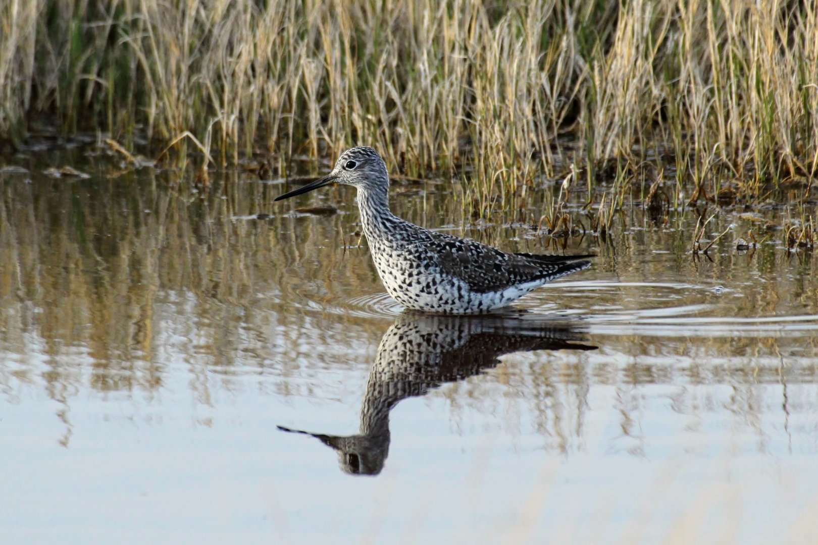 Greater Yellowlegs (Tringa melanoleuca)