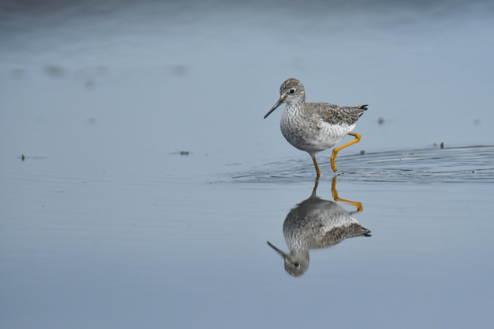 Greater Yellowlegs Tringa melanoleuca