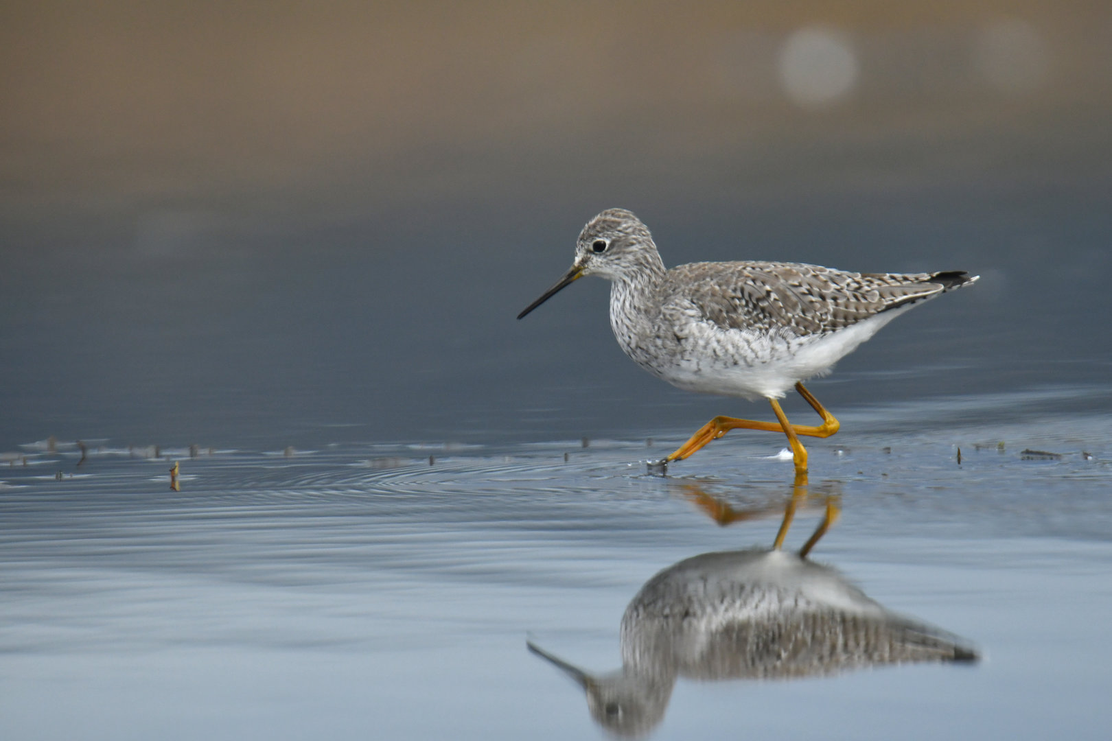 Greater Yellowlegs Tringa melanoleuca
