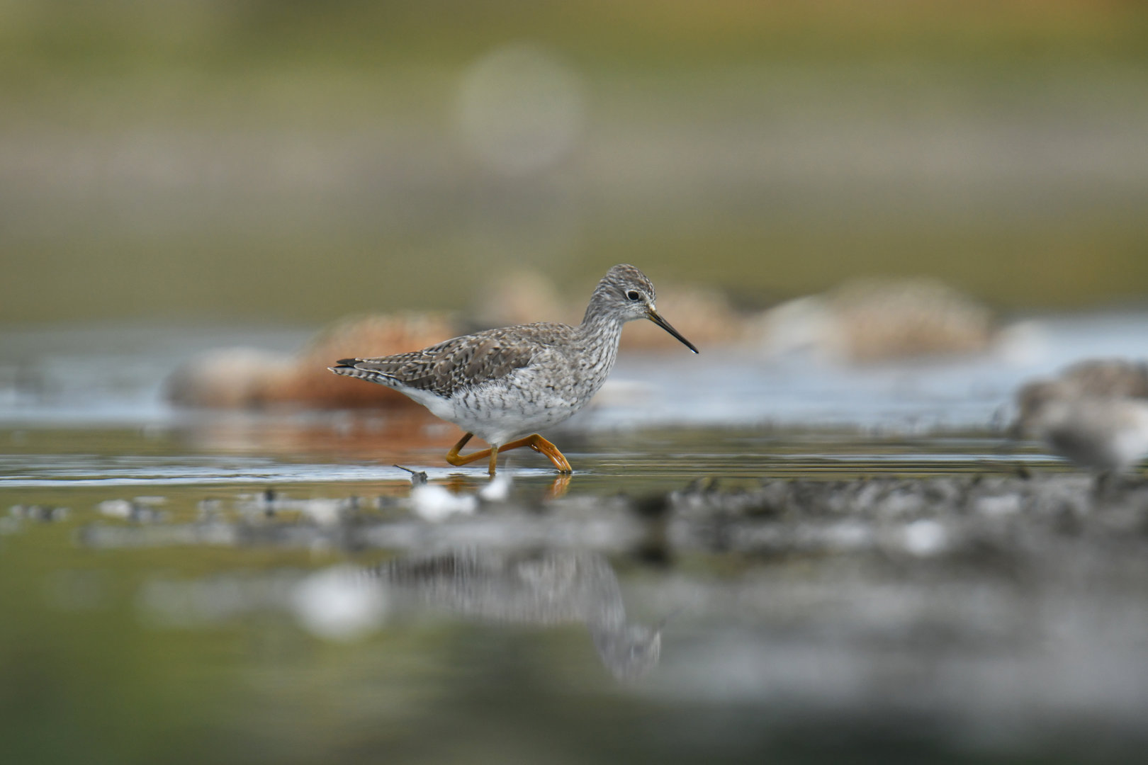 Greater Yellowlegs Tringa melanoleuca