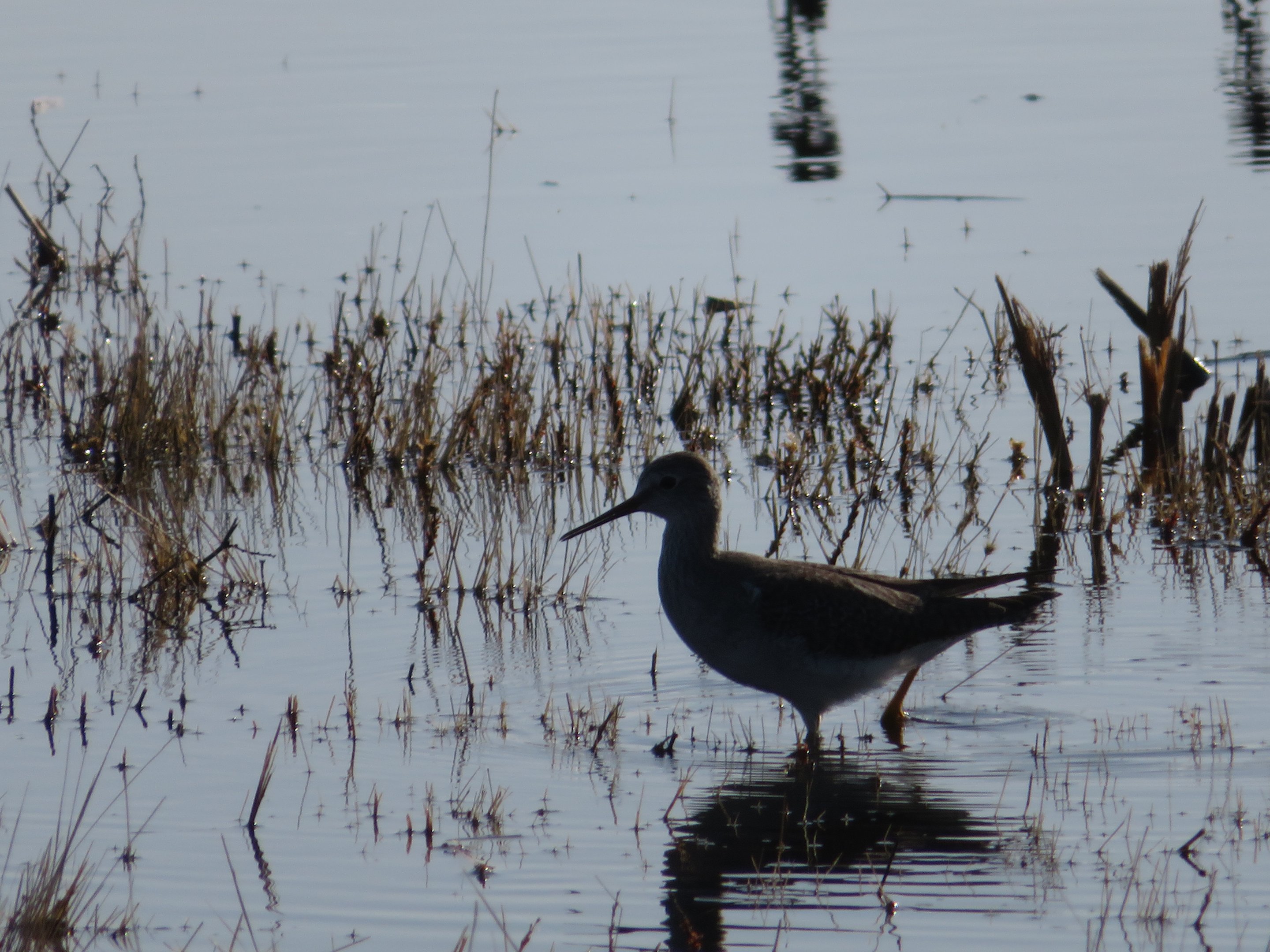 Greater Yellowlegs