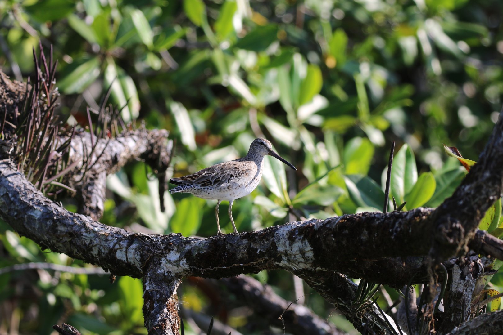 Greater Yellowlegs