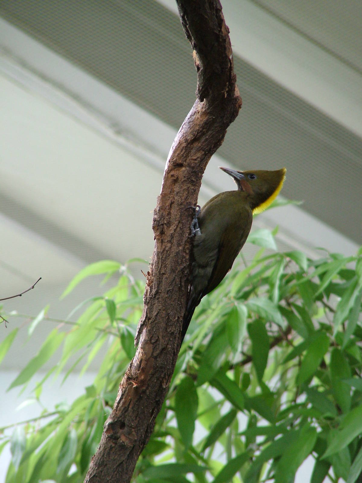 Greater Yellownape at Prague, 24/05/10