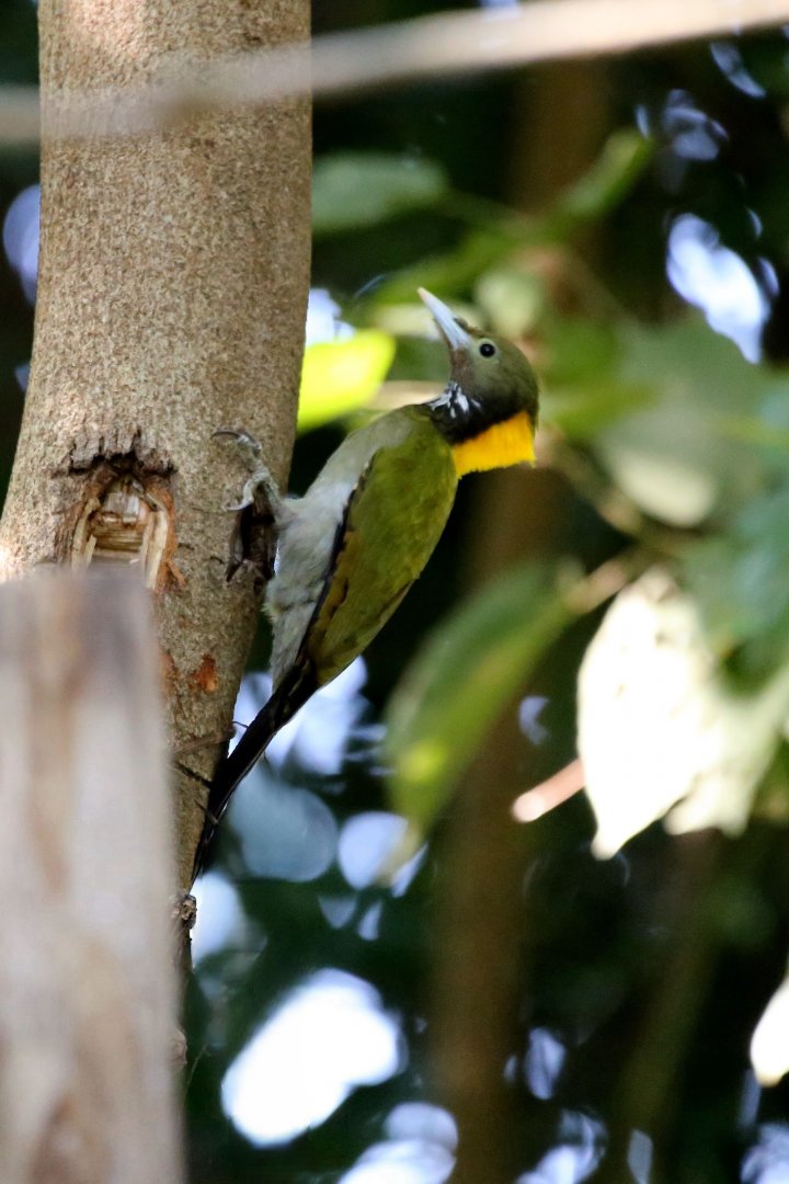 Greater Yellownape (Chrysophlegma flavinucha)