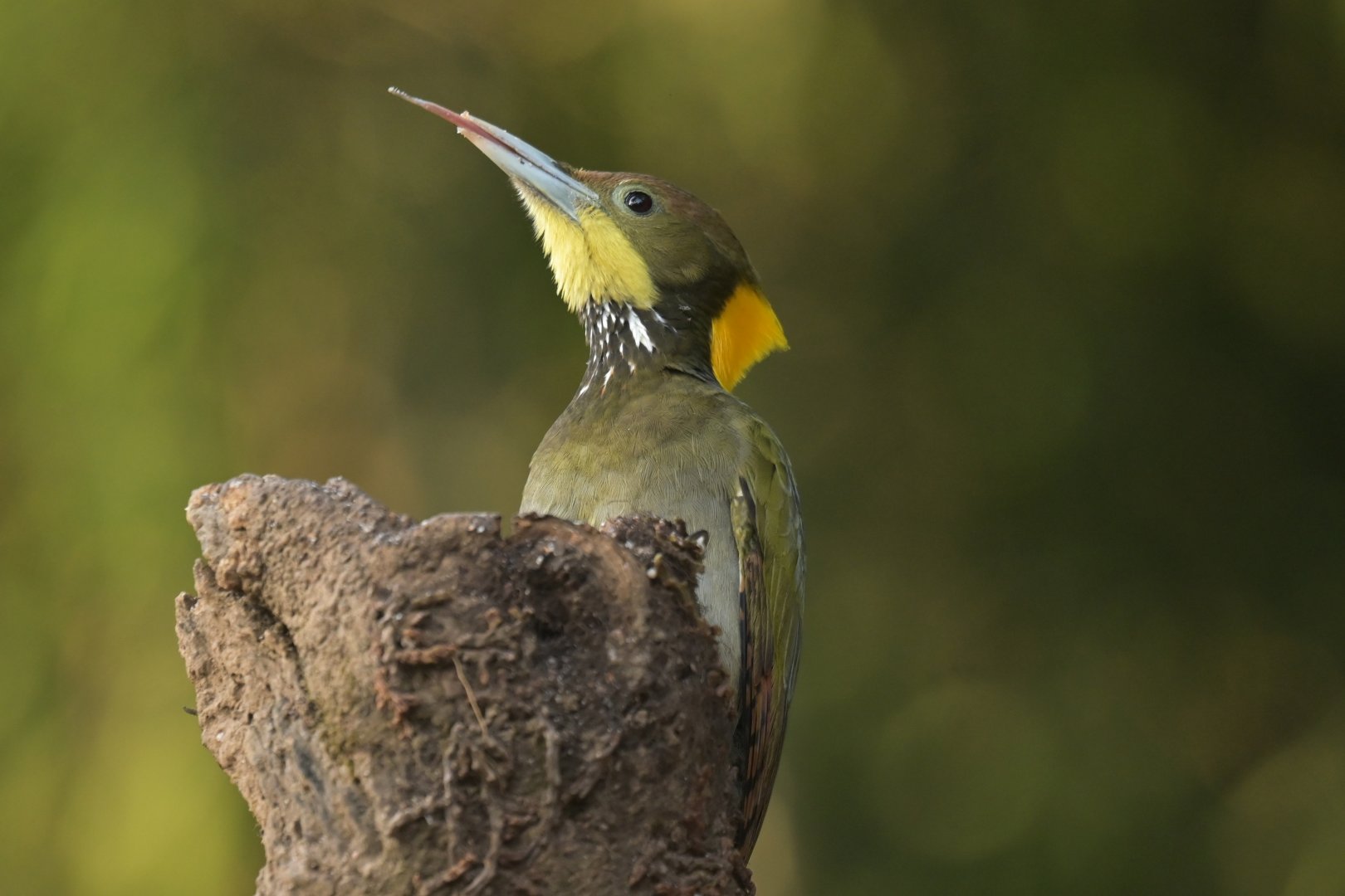 Greater Yellownape Chrysophlegma flavinucha