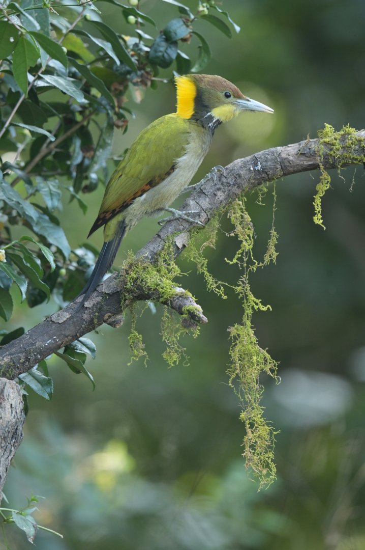 Greater Yellownape Chrysophlegma flavinucha