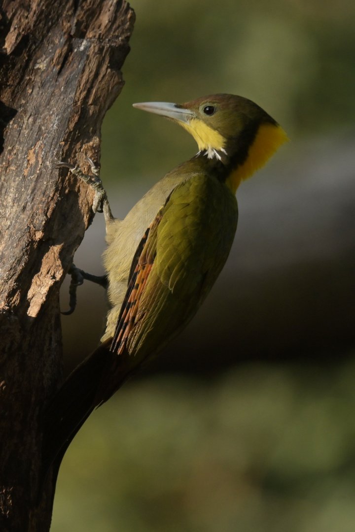 Greater Yellownape Chrysophlegma flavinucha