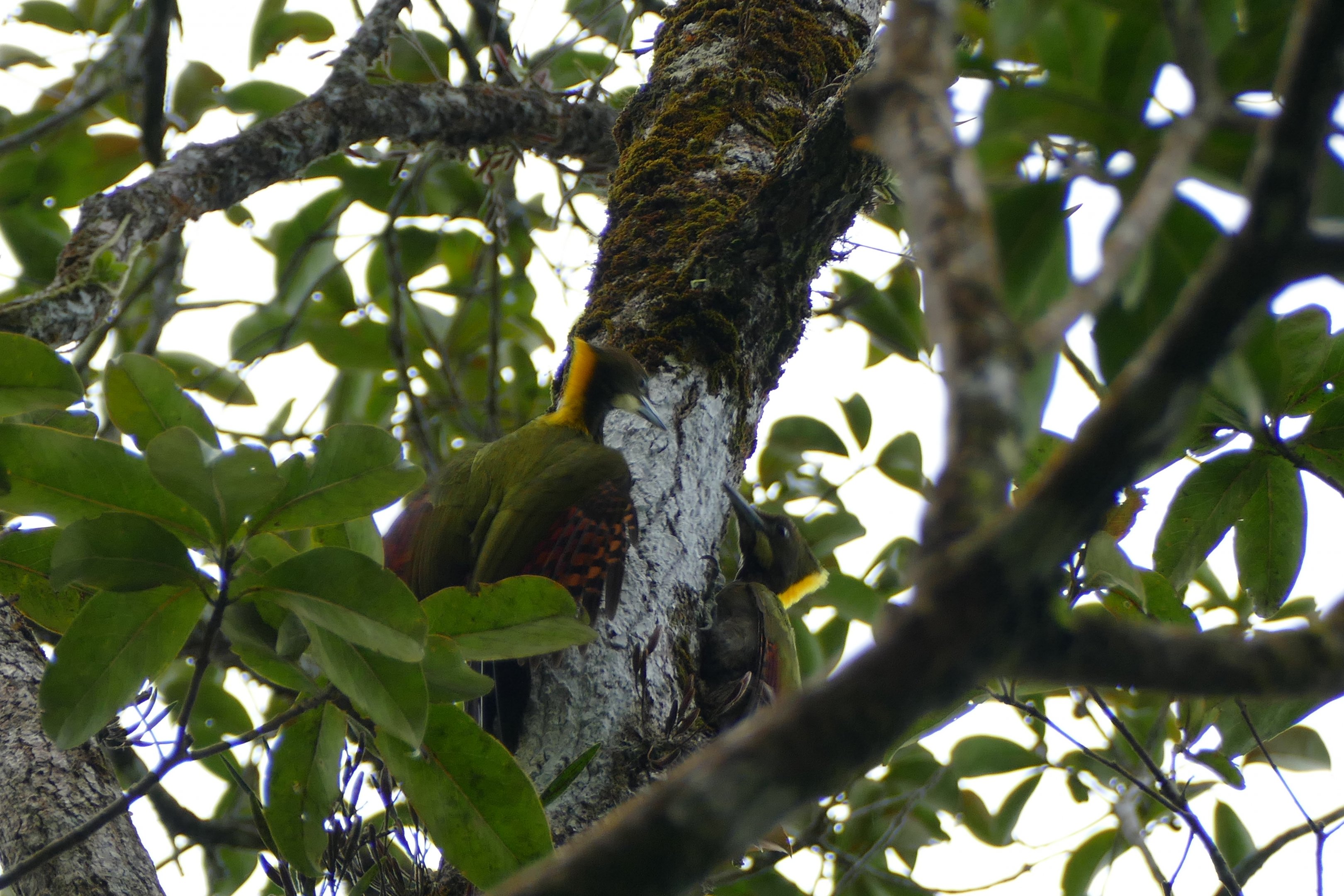 Greater Yellownape - Fraser's Hill