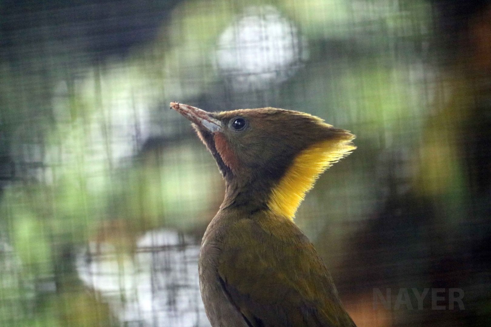 Greater(?) yellownape, June 2016