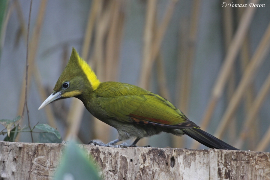Greater Yellownape (Picus flavinucha)