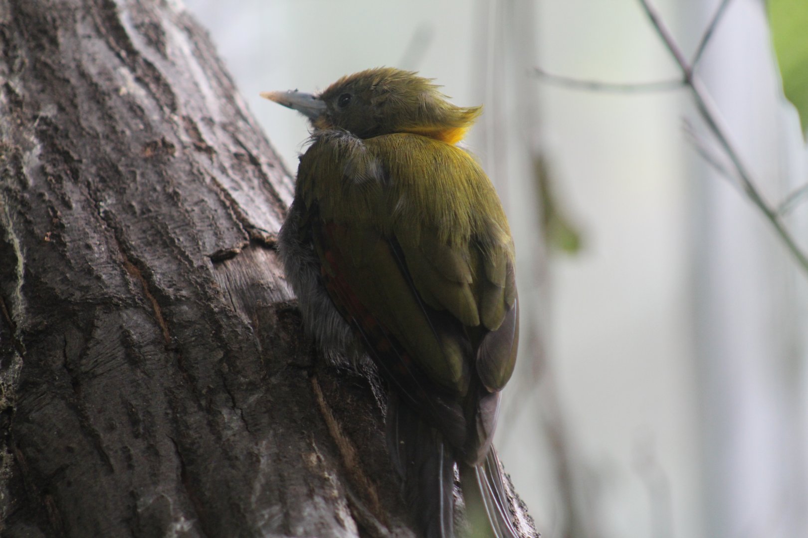Greater Yellownape Woodpecker