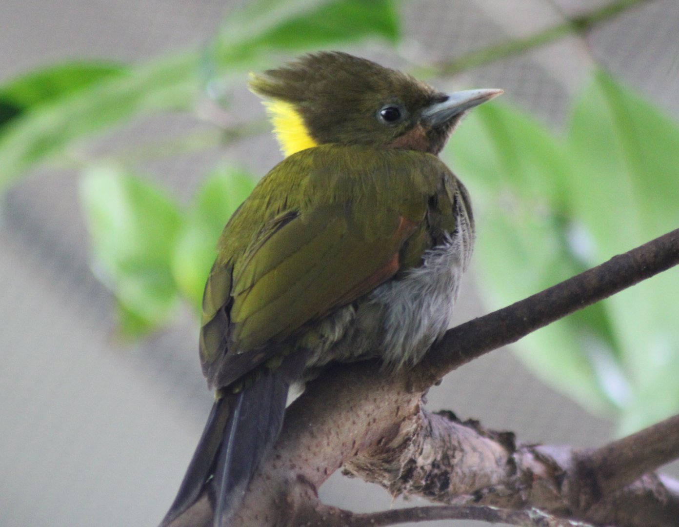 Greater yellownape woodpecker
