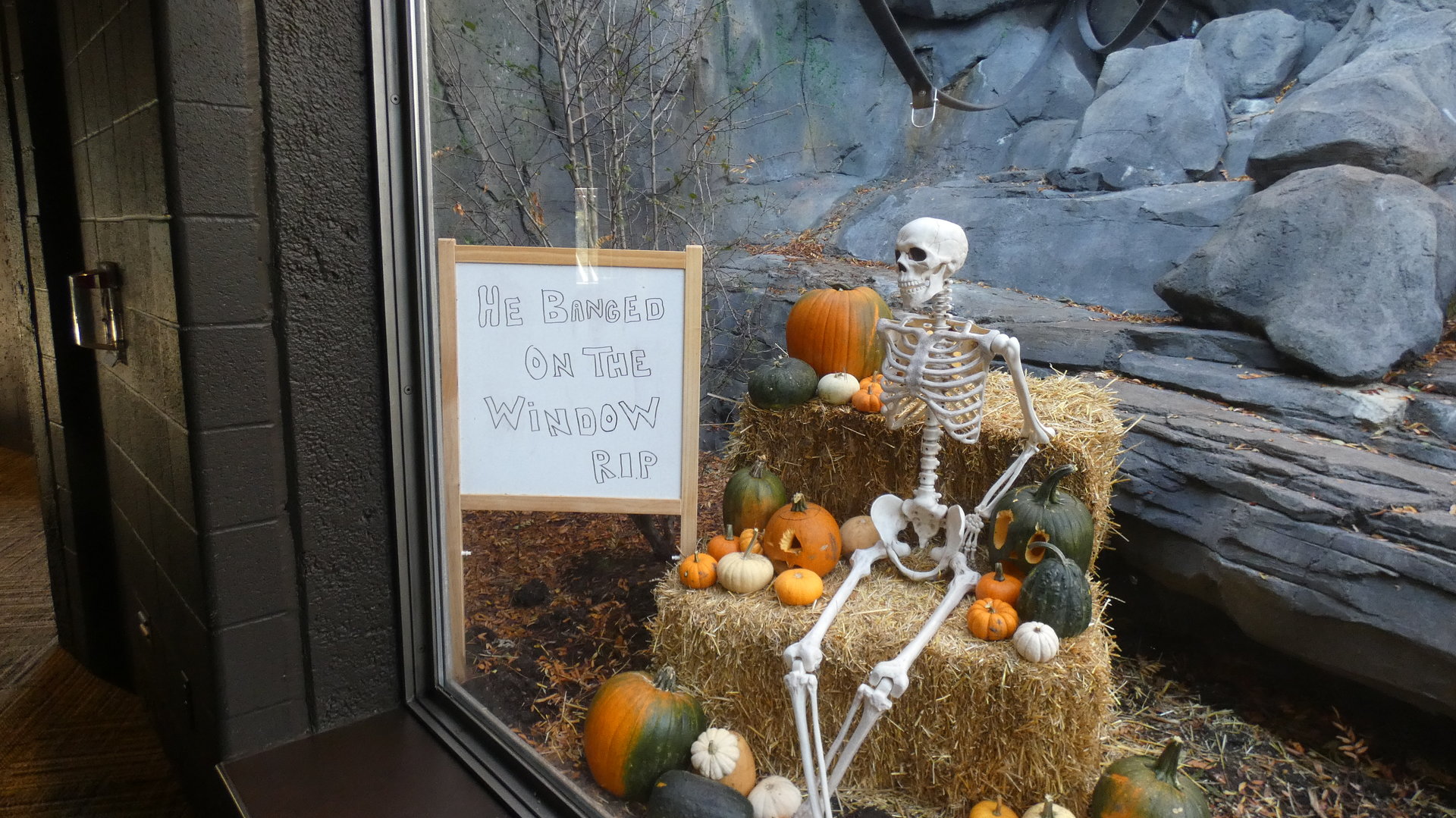 Greatest zoo joke of all time, Gorilla Valley - Oct. 2022