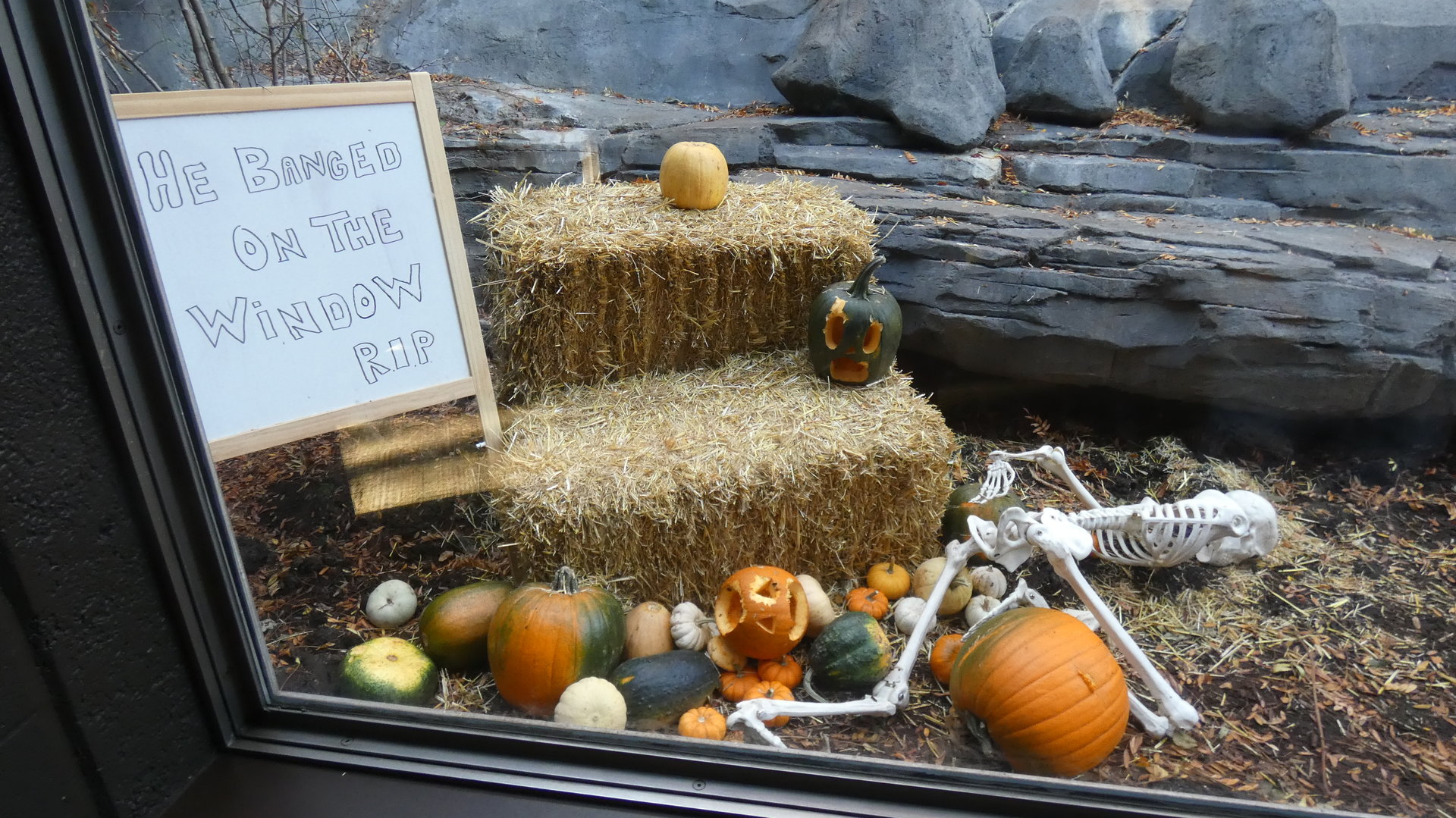 Greatest zoo joke of all time, Gorilla Valley - Oct. 2022