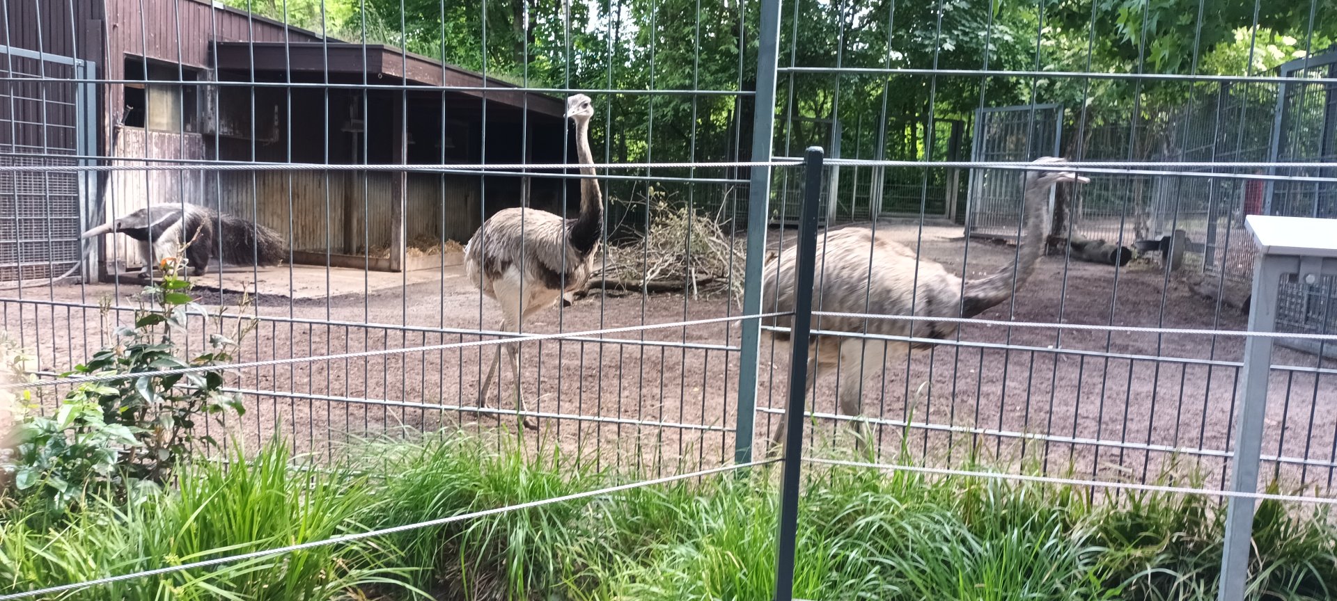 Greather Rheas and Giant Anteater