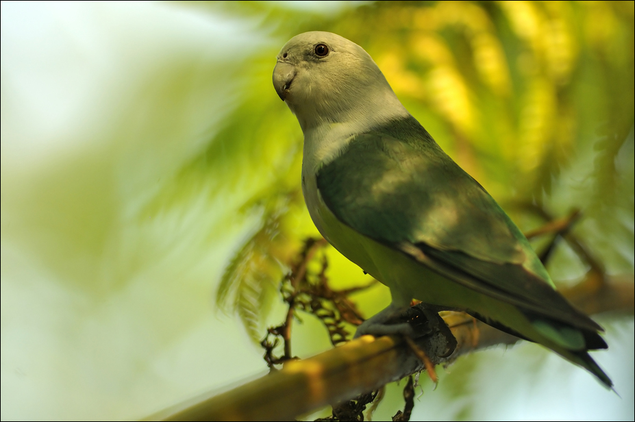 Greay headed lovebird at Zürich Zoo