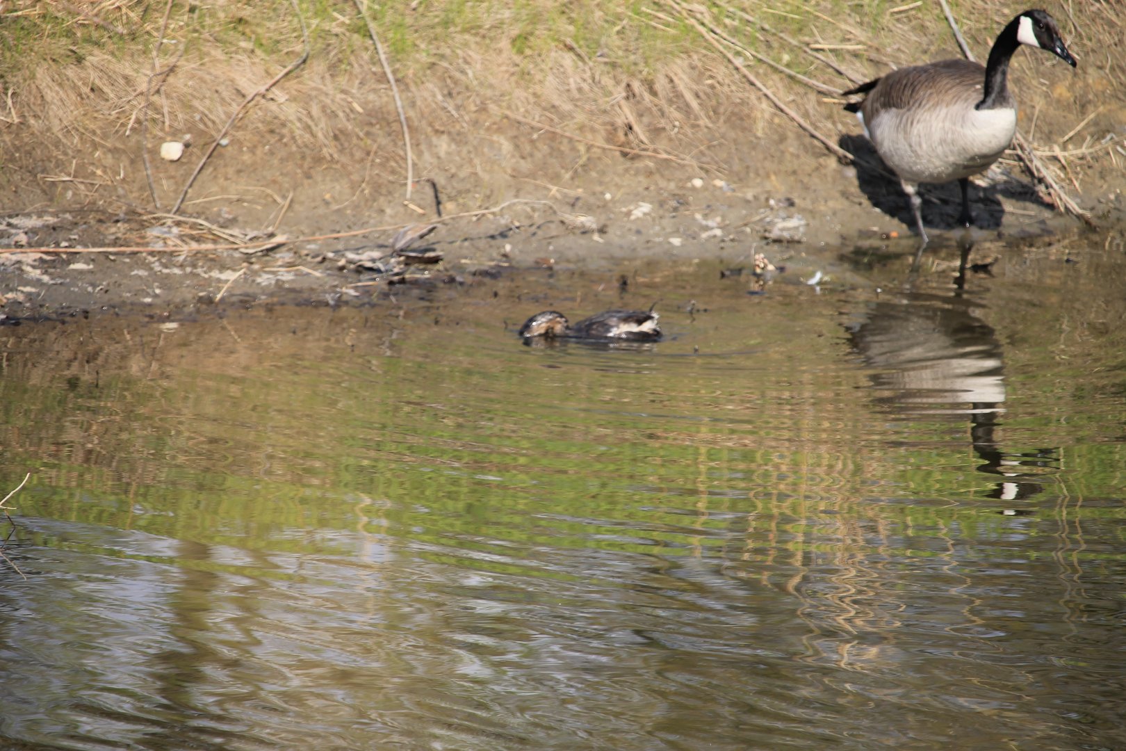 Grebe going for a dip