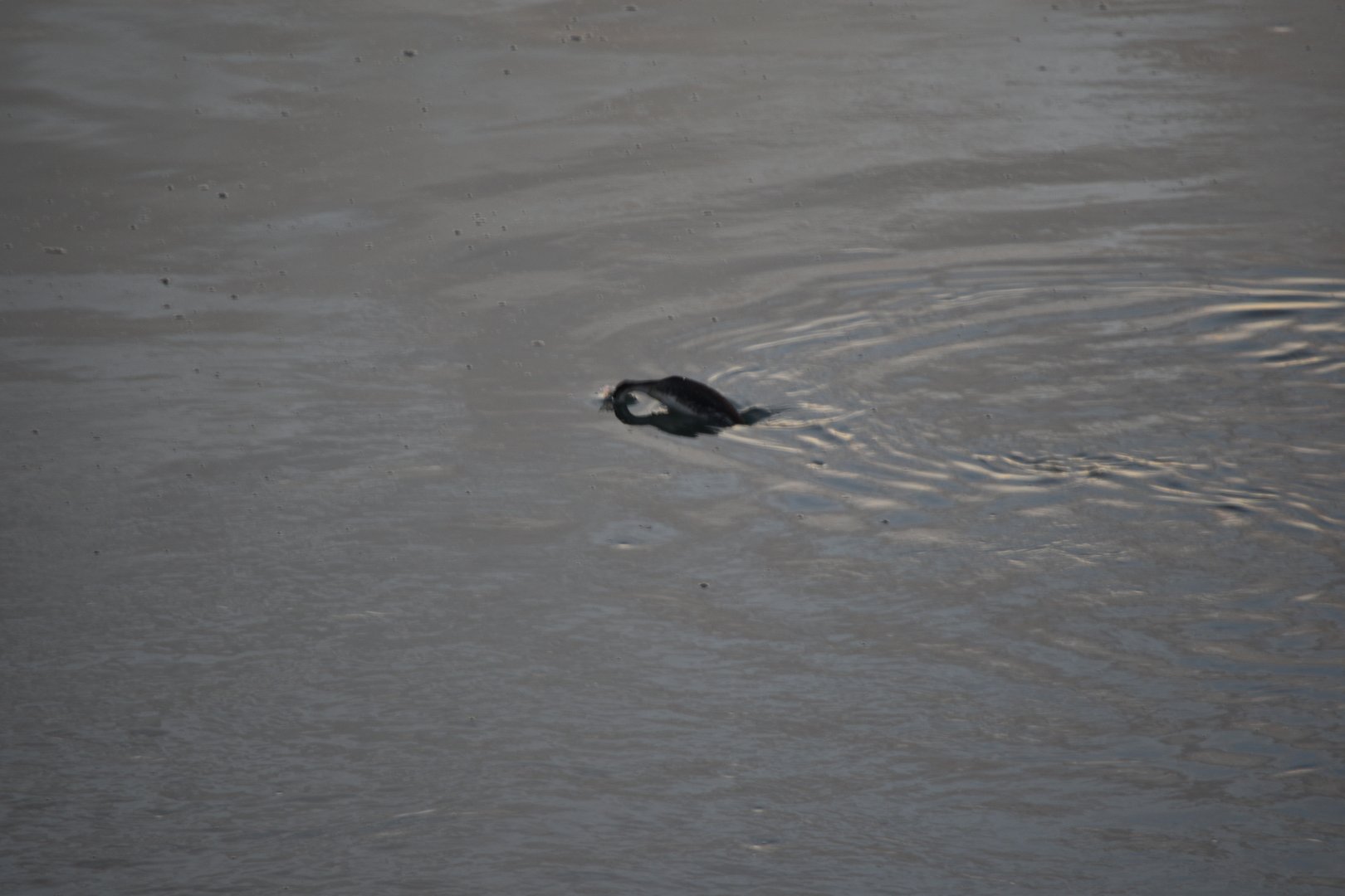 Grebe mid-dive
