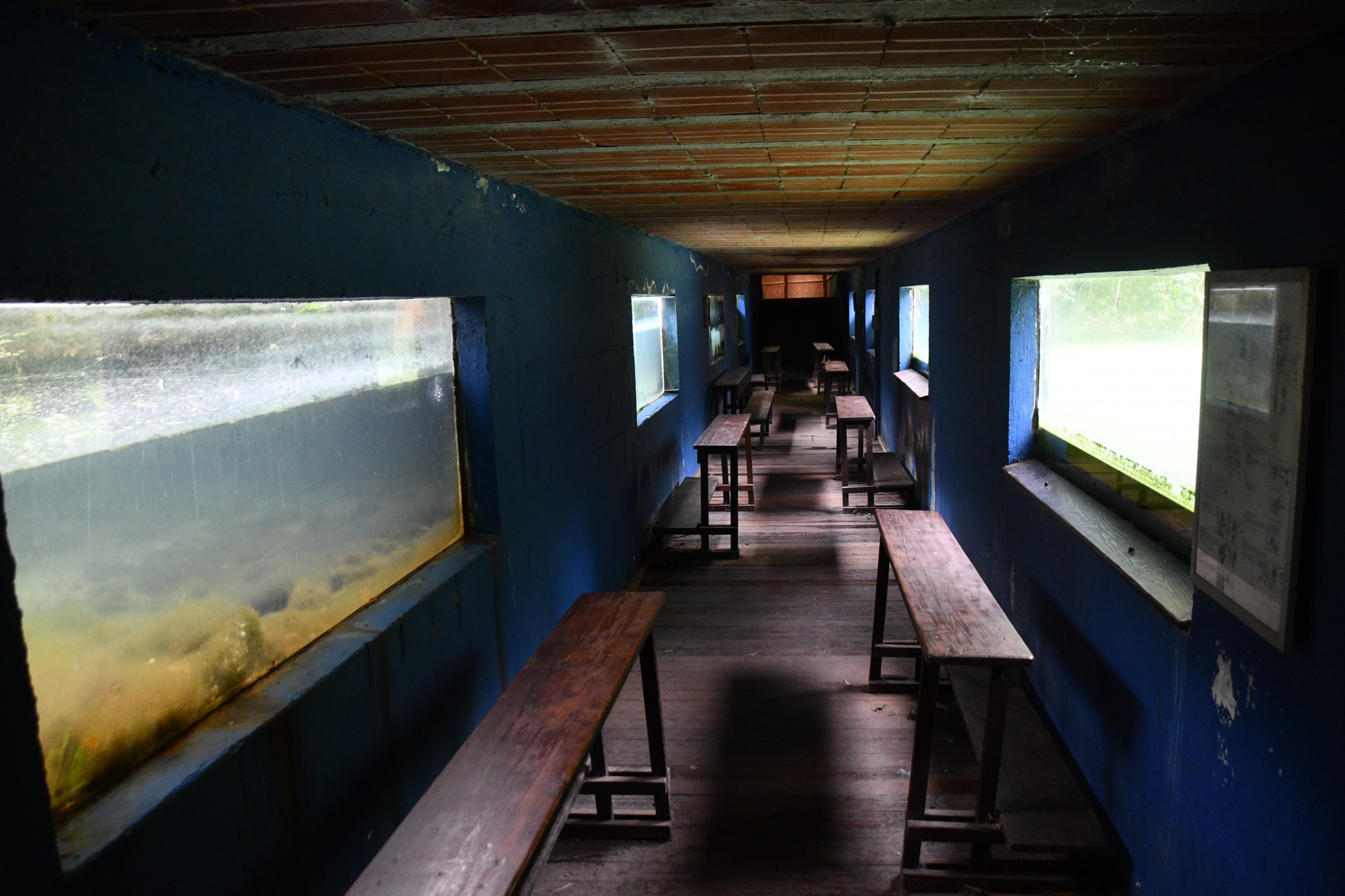 Grebes, Otters, and Beavers underwater viewing tunnel