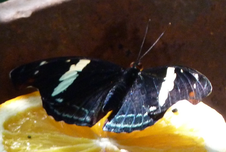 Grecian shoemaker (Catonephele numilia) female