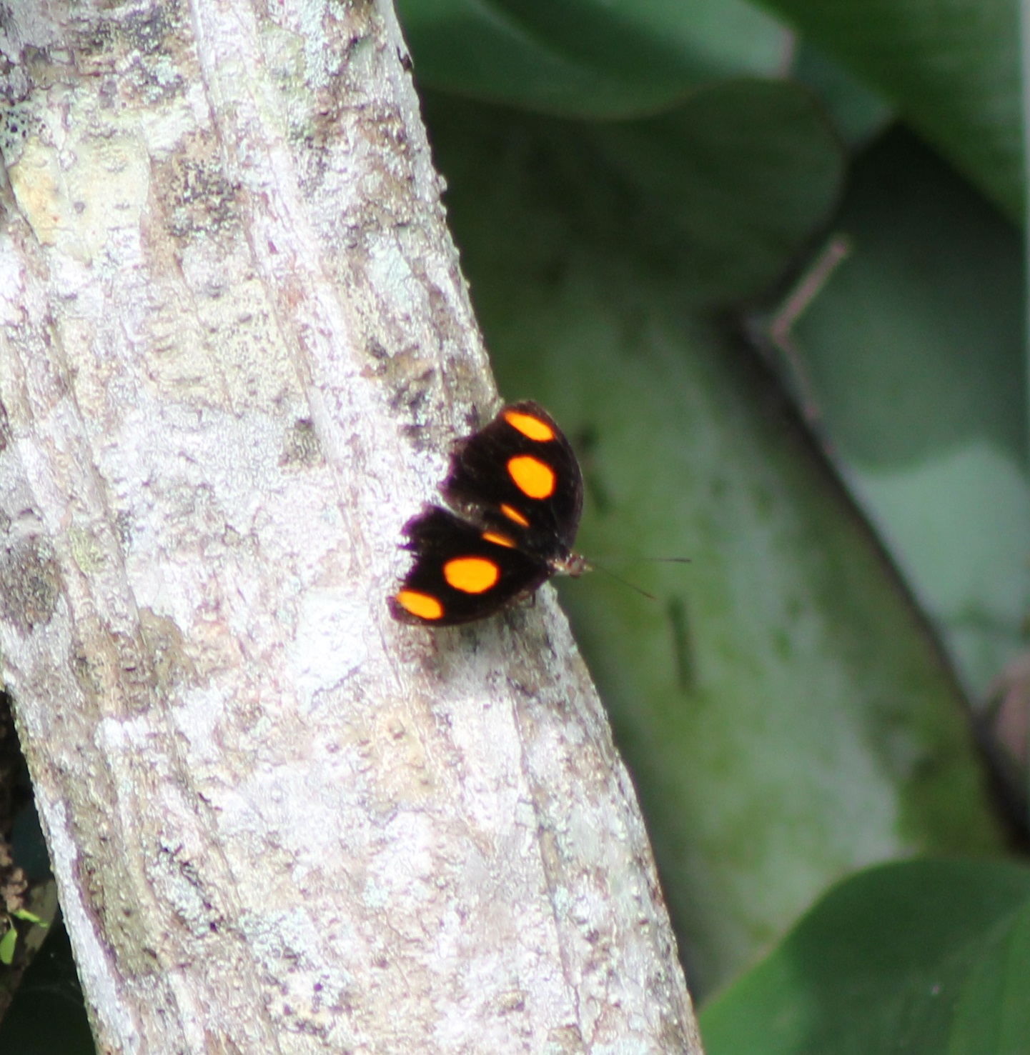 Grecian Shoemaker ( Catonephele numilia )
