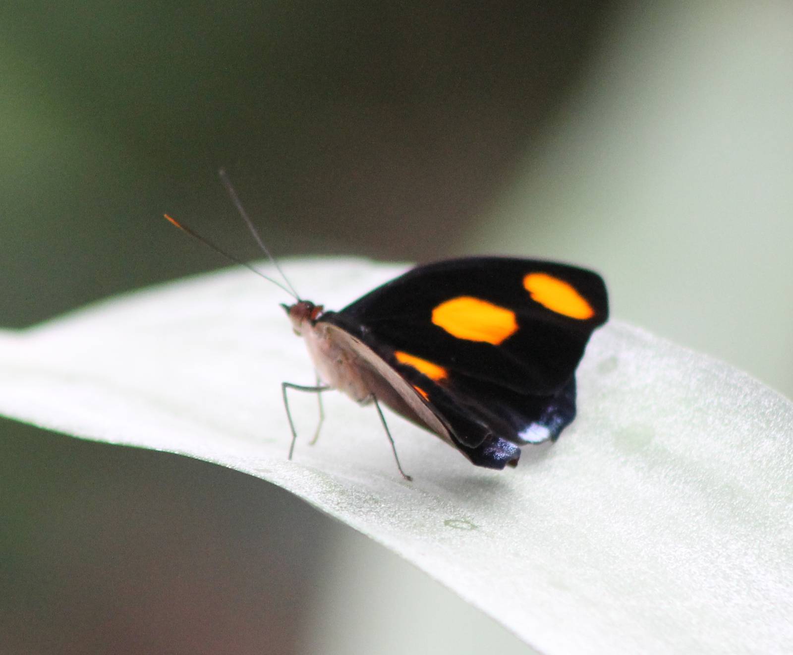Grecian Shoemaker ( Catonephele numilia )
