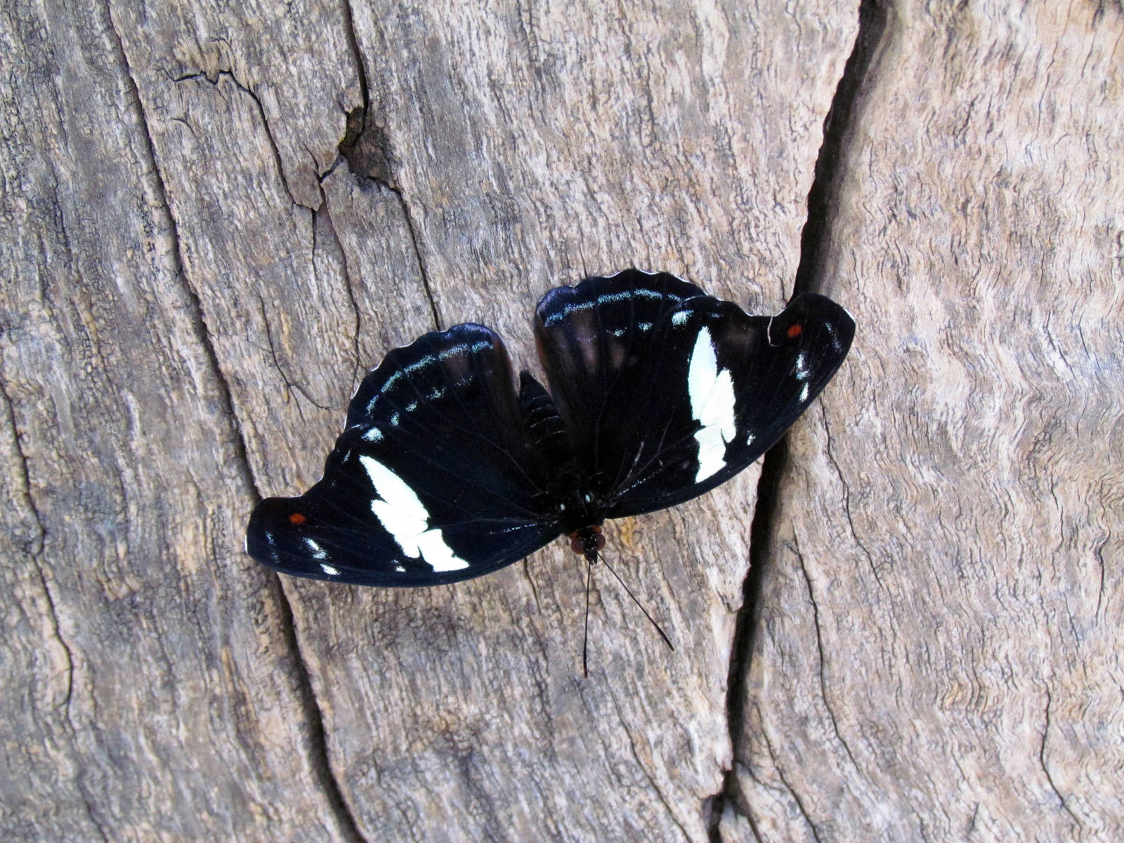 Grecian Shoemaker (female)