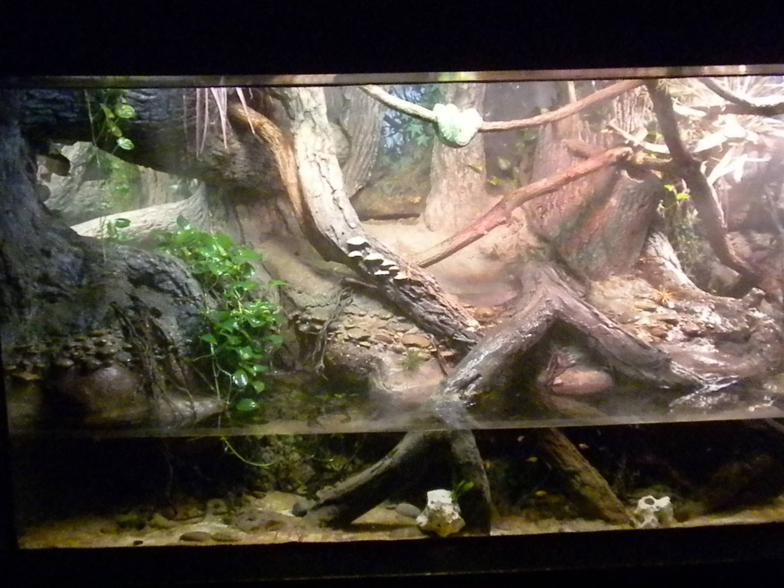 Gree Tree Boa exhibit