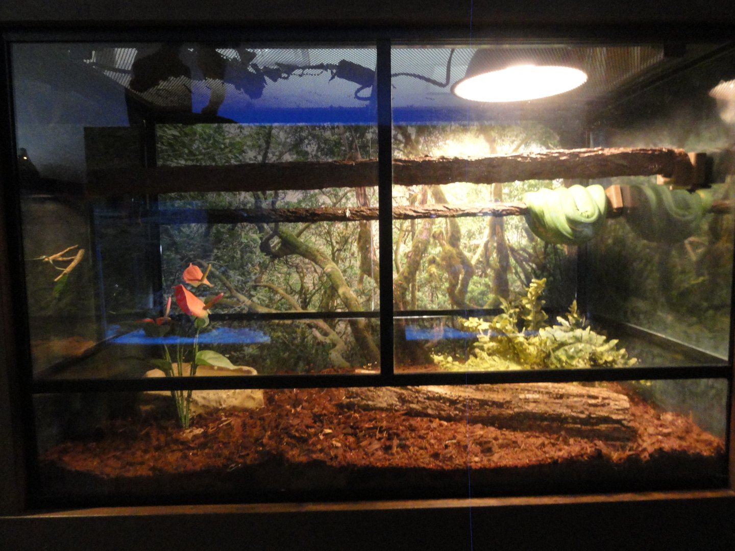 Gree Tree Python Exhibit