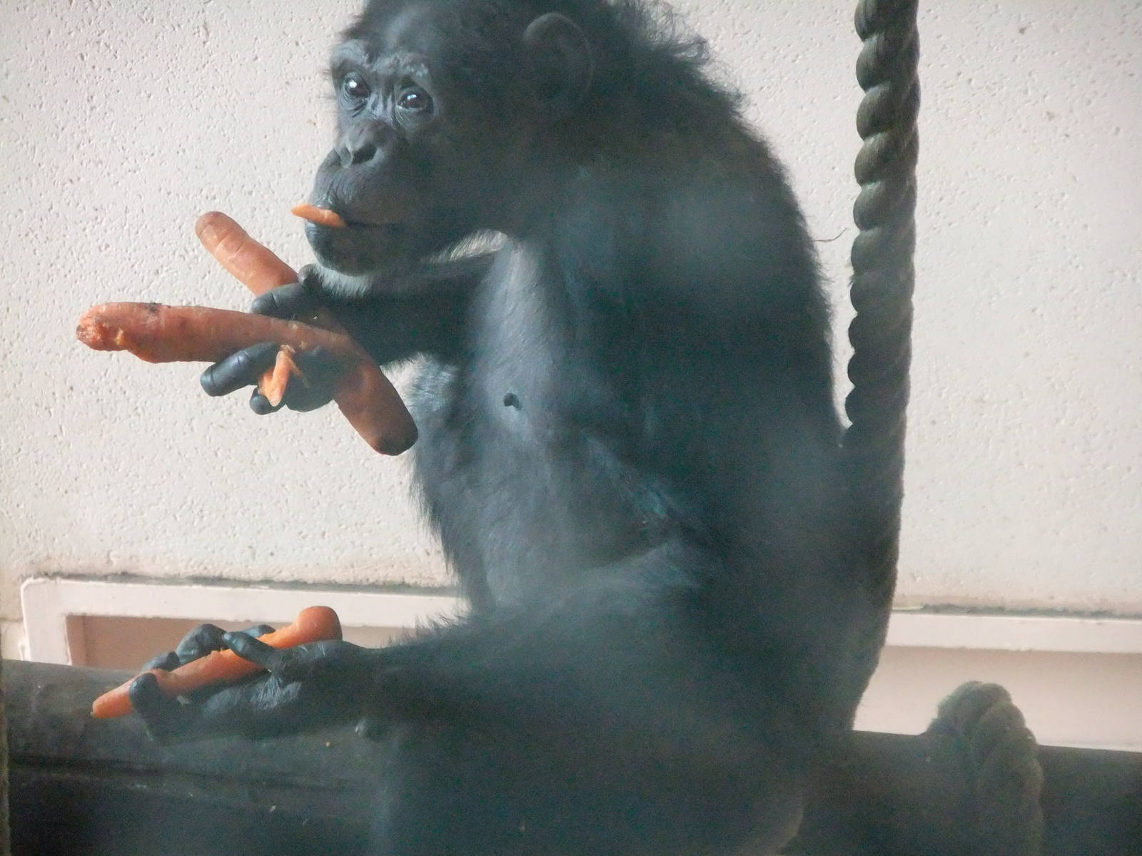 Greedy Chimp