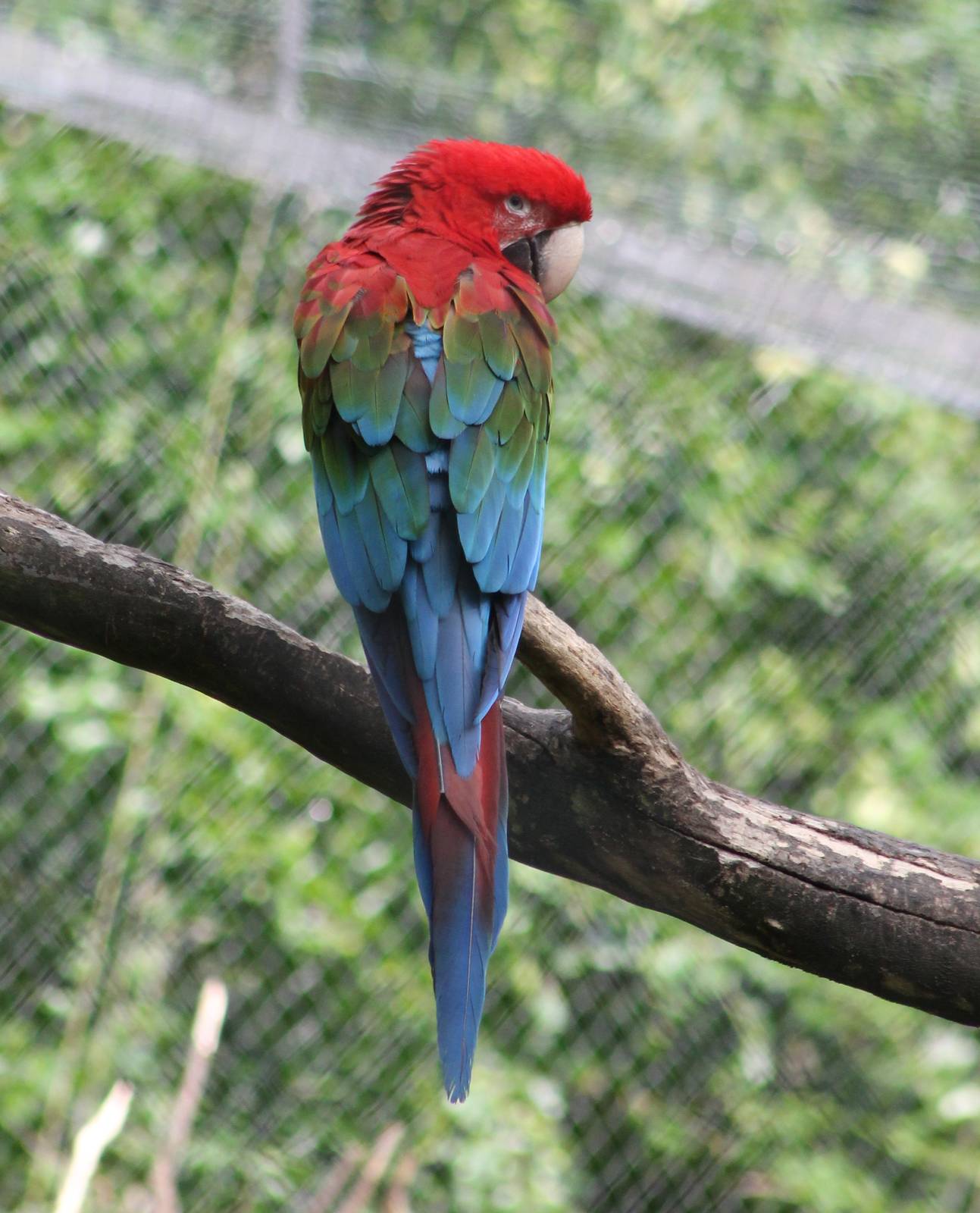 Greeen-winged macaw