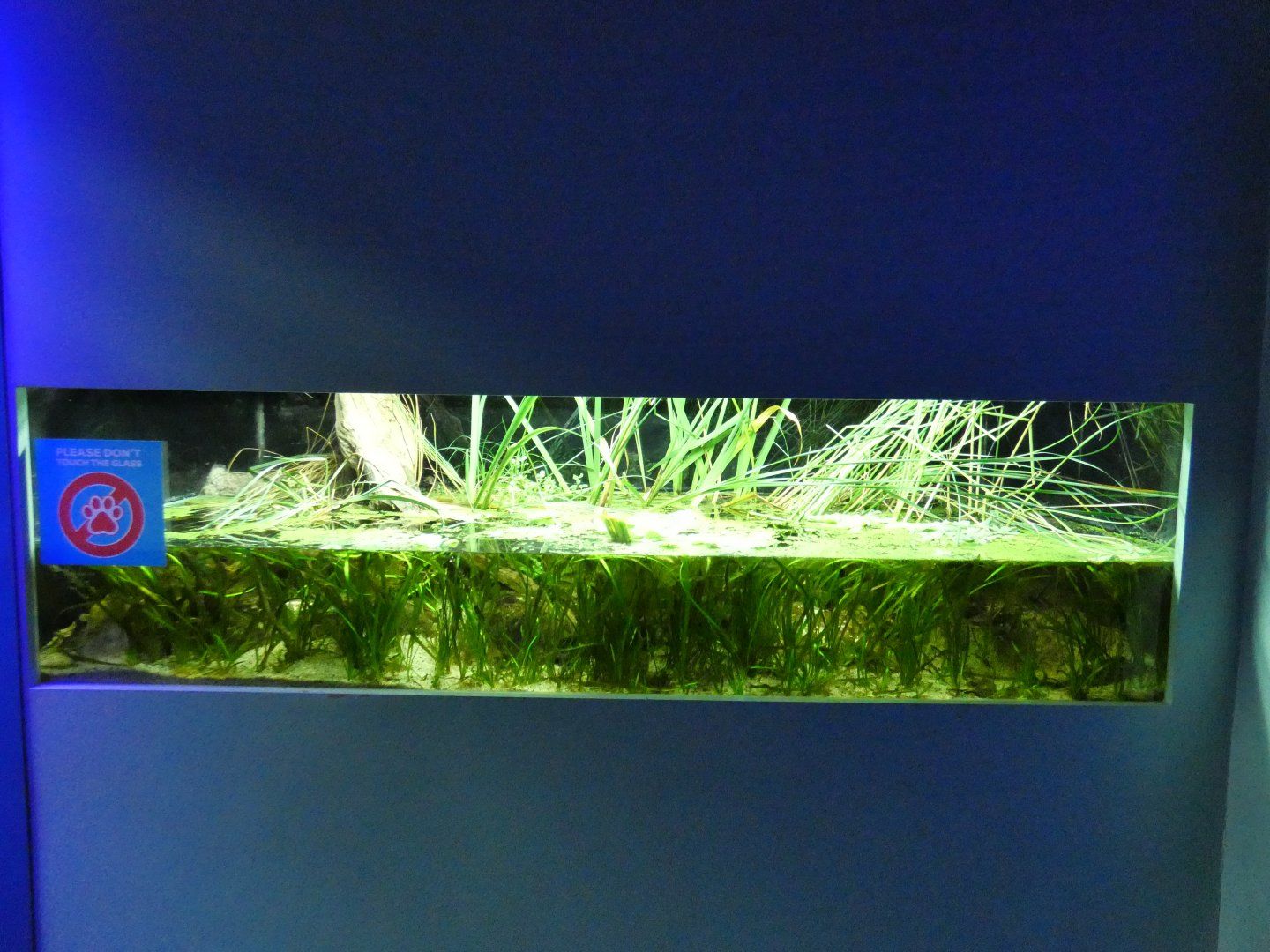 Greek Killifish enclosure