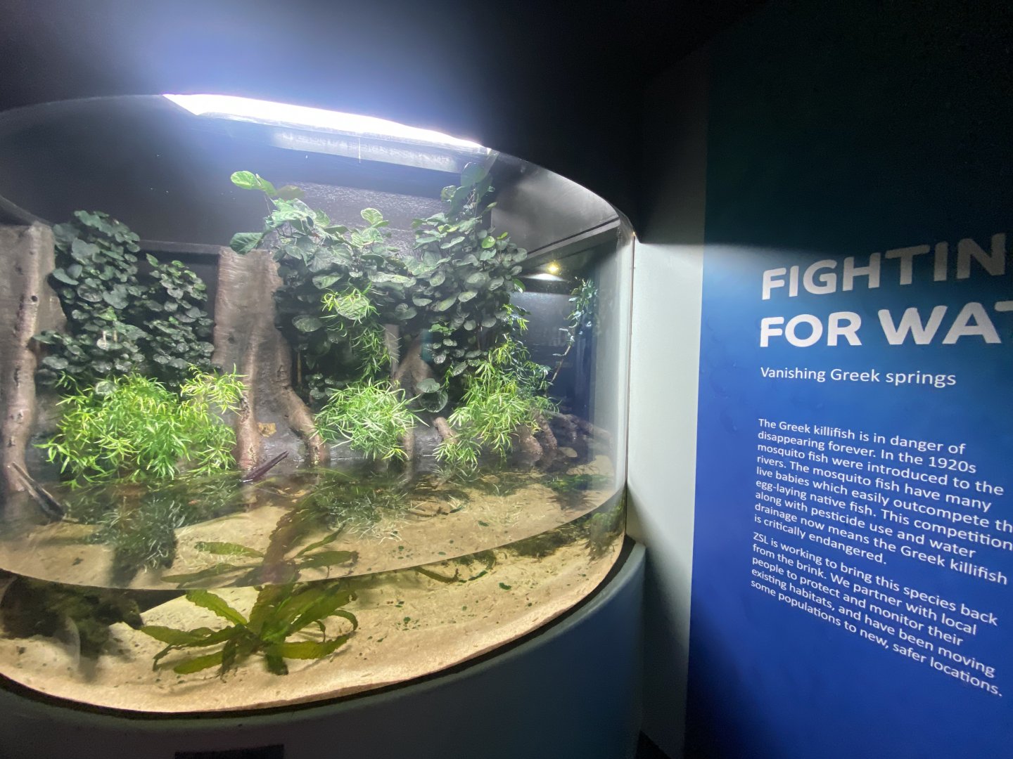 Greek killifish exhibit 190322