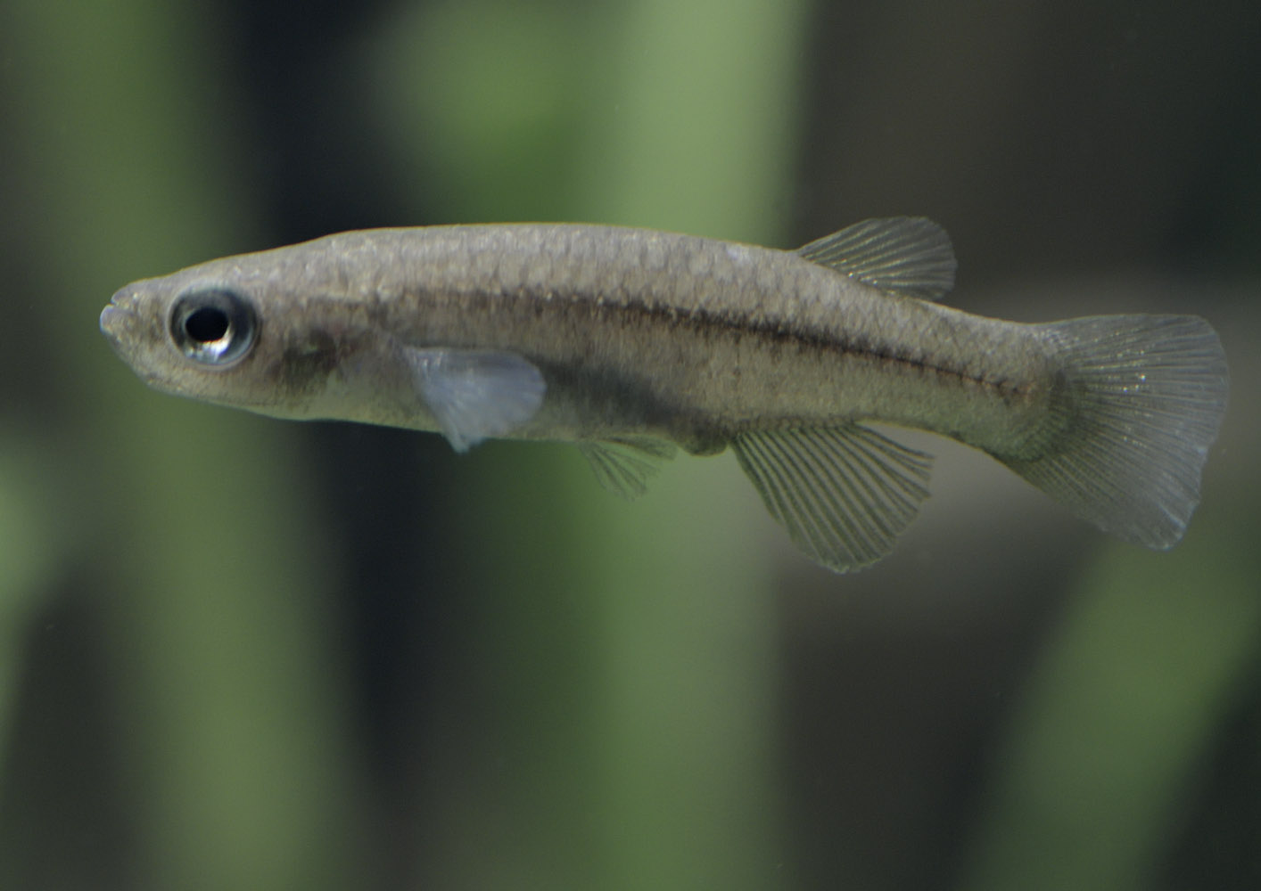 Greek killifish female