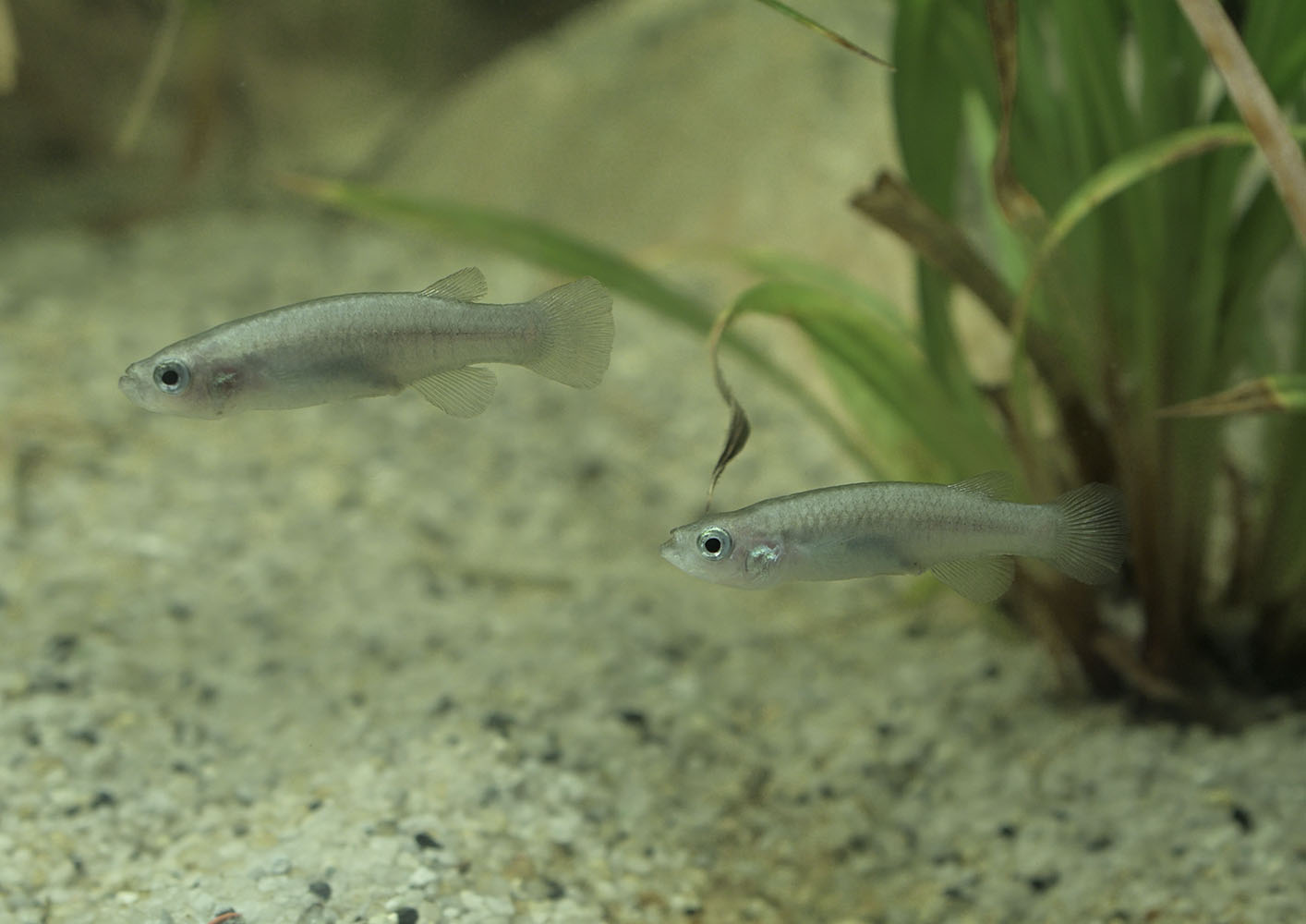 Greek killifishes