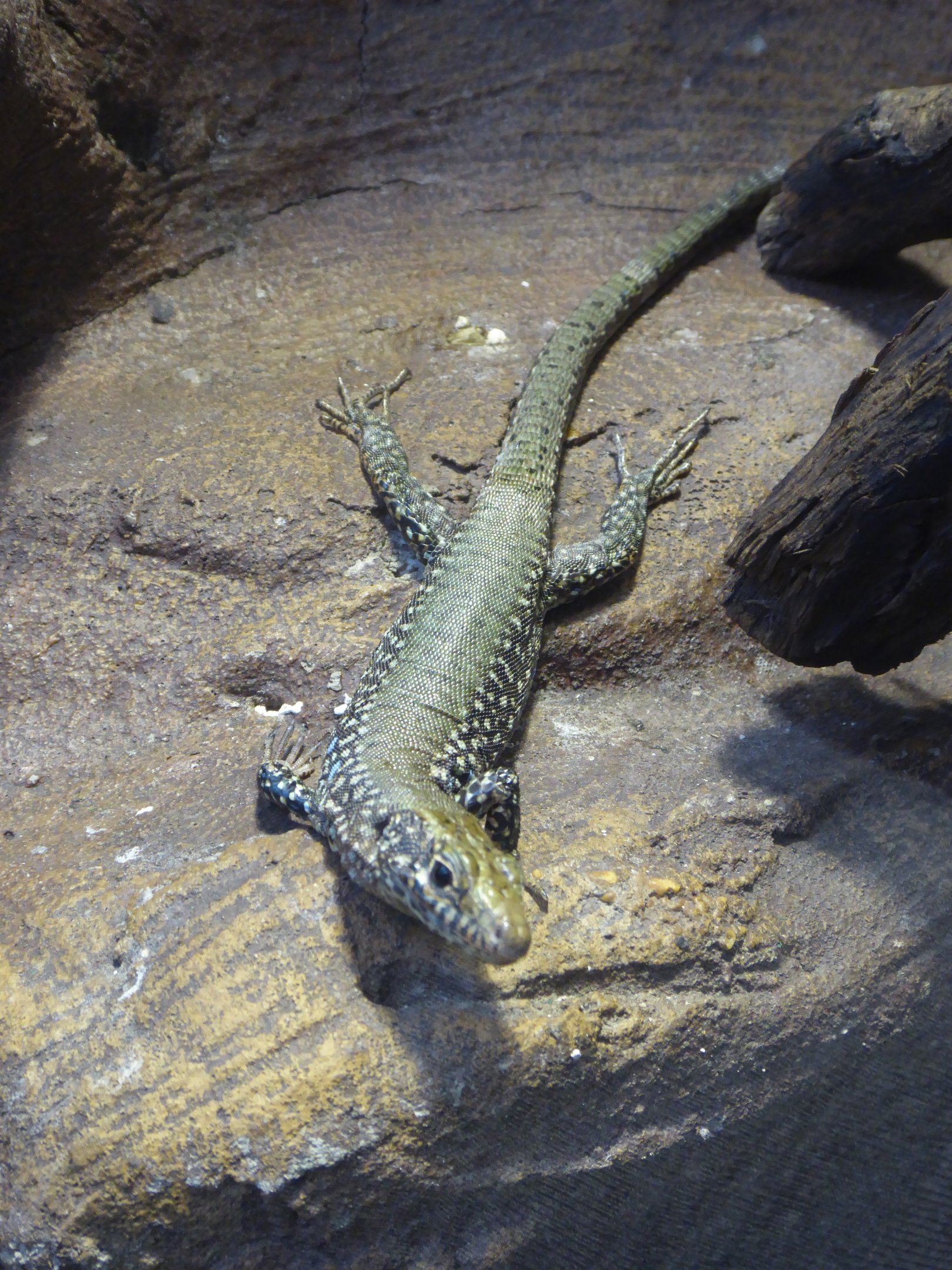 Greek Rock Lizard (Hellenolacerta graeca) at Zoo Wroclaw - 26 September 2019