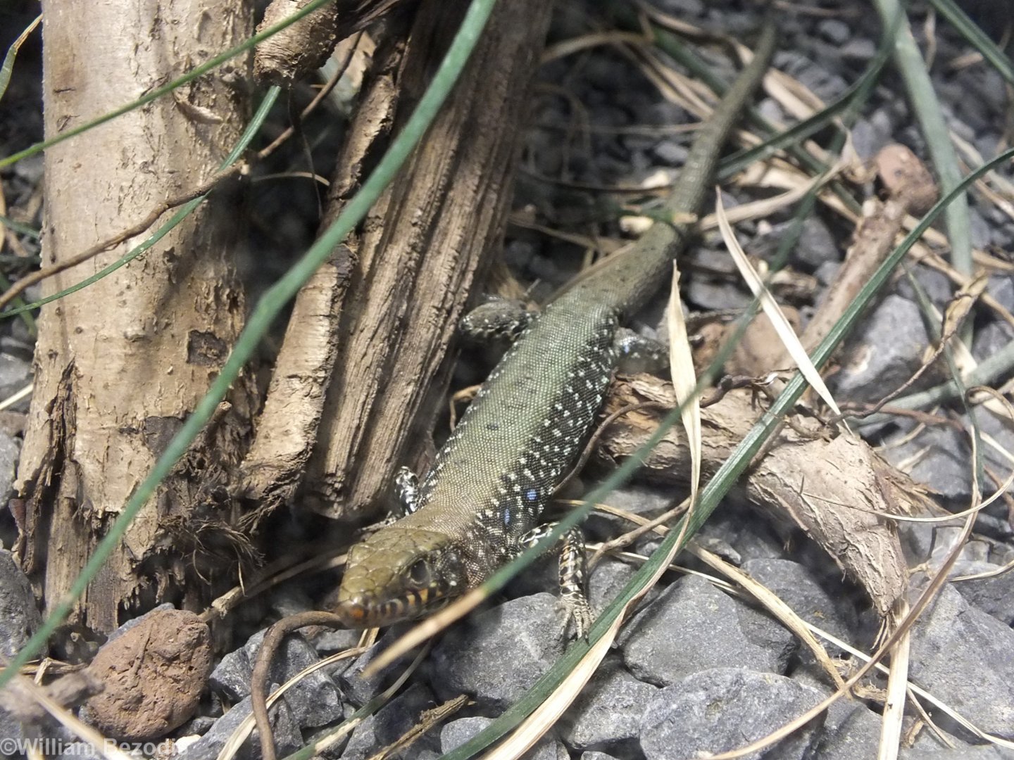 Greek Rock Lizard - Wroclaw Zoo Terrarium