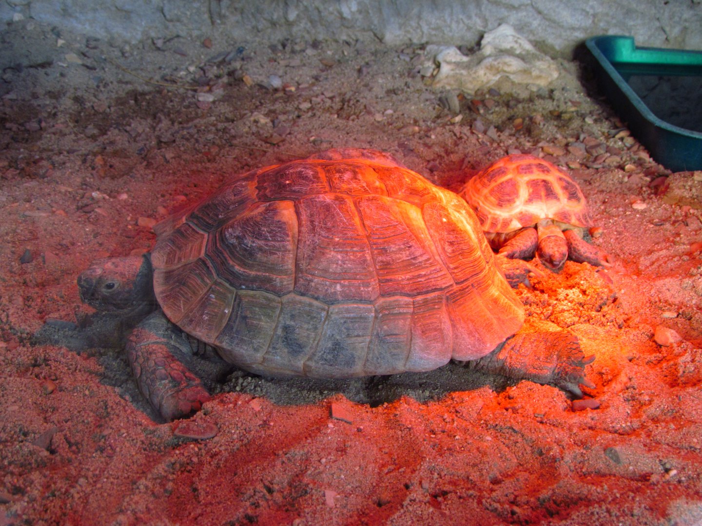 Greek & Russian tortoises