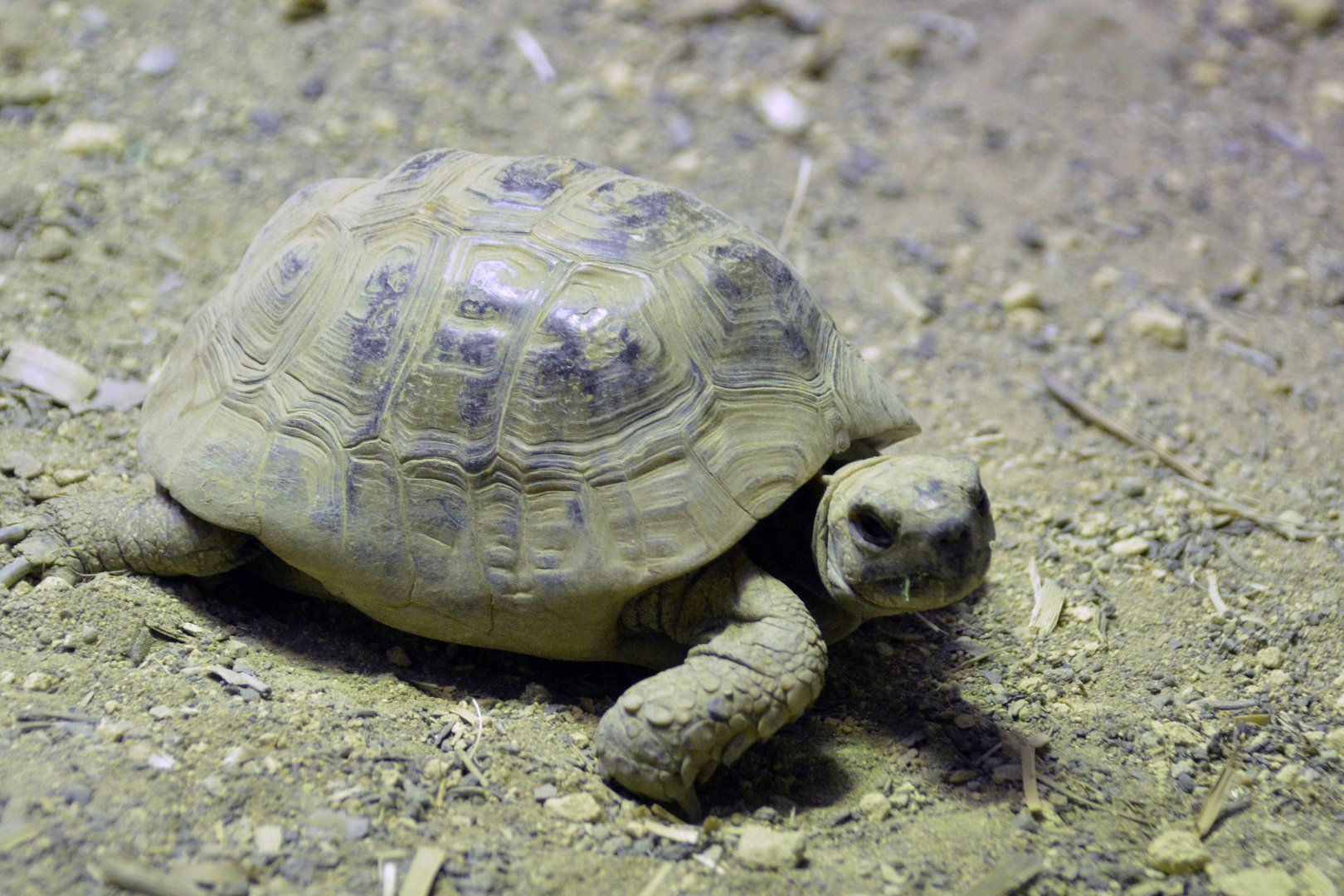 Greek Spur Thighed Tortoise London zoo 25 07 2020