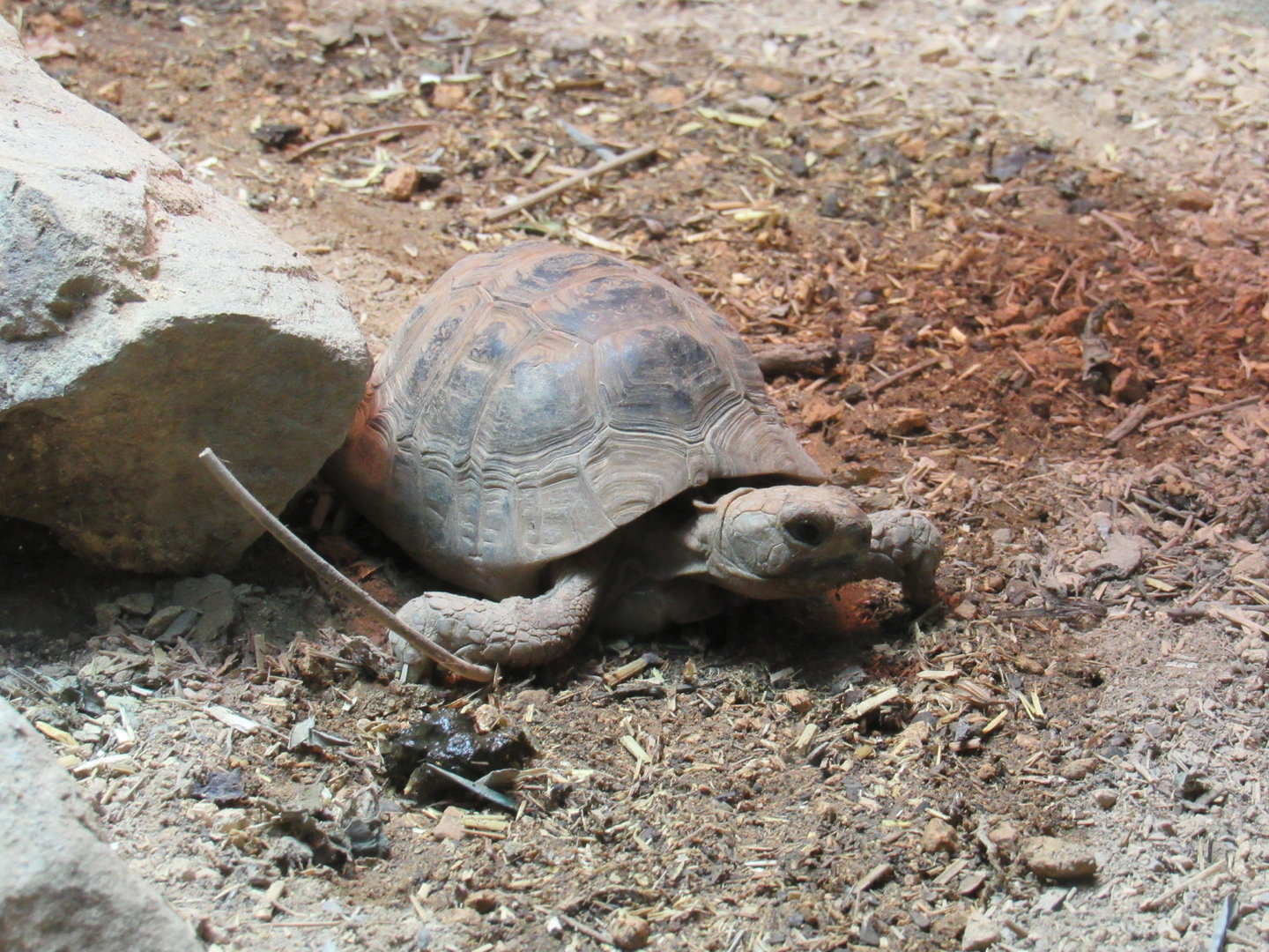 Greek Spur-Thighed Tortoise
